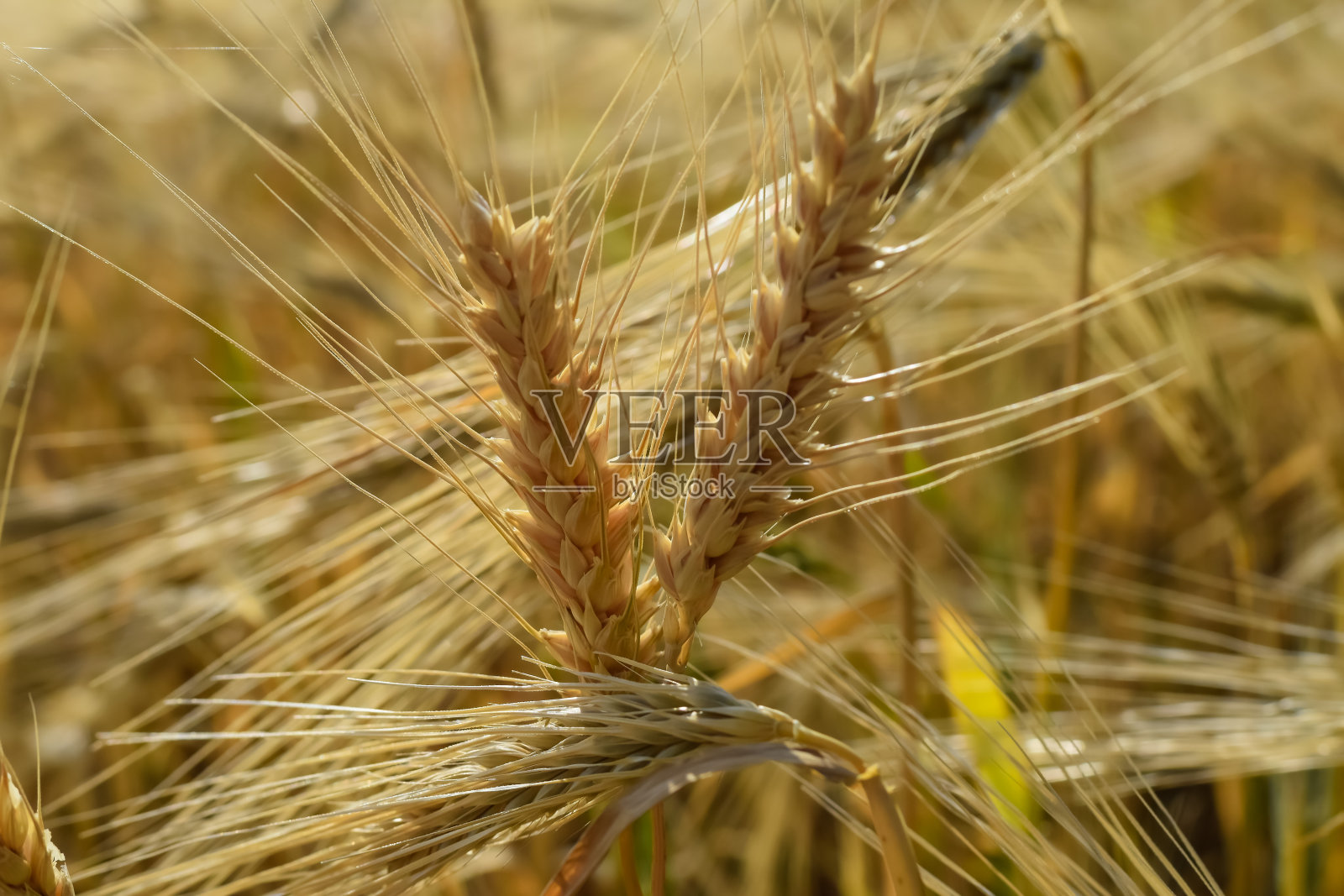 金色的麦田照片摄影图片