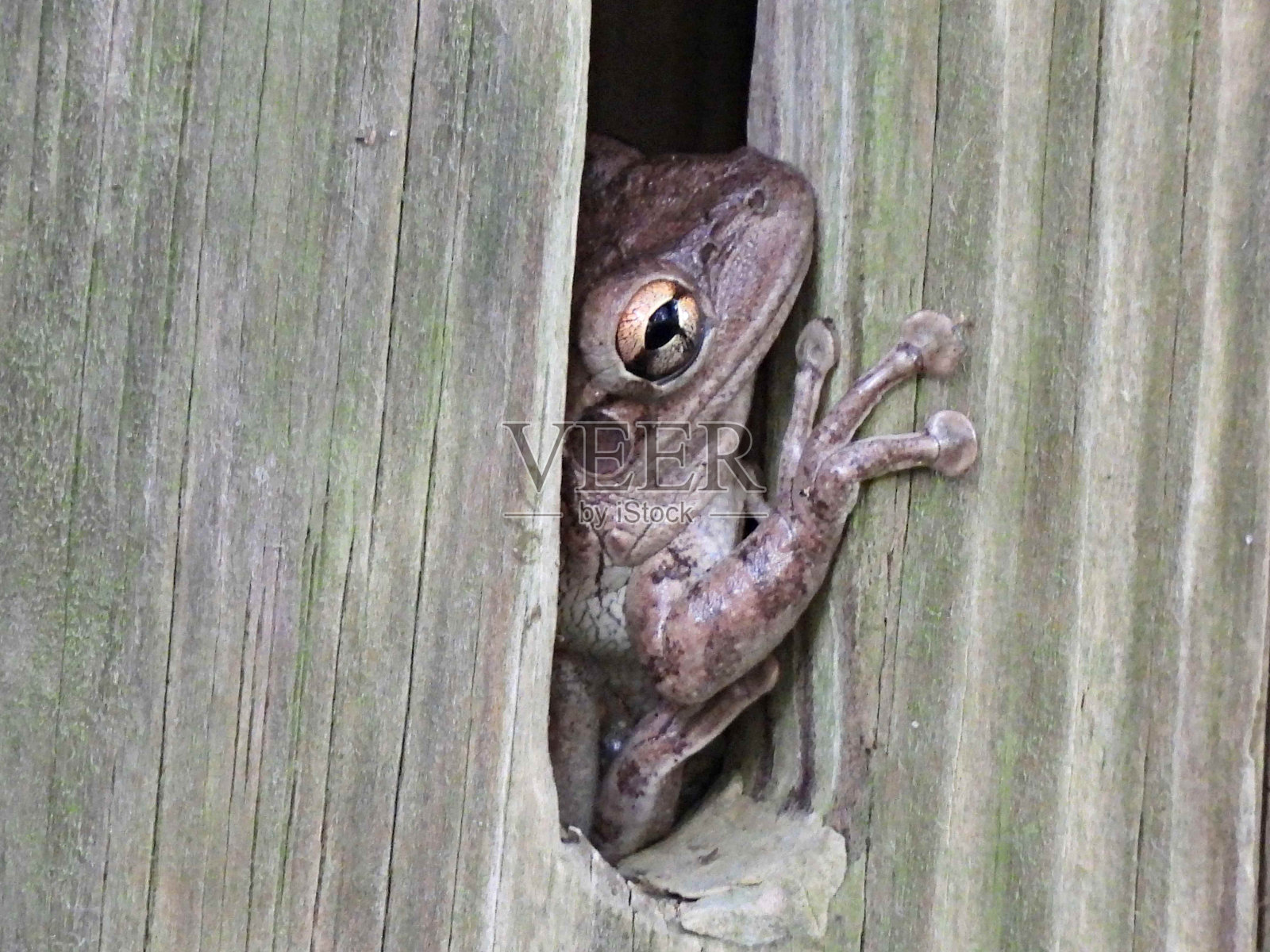 古巴树蛙(七齿骨蛙)在蝴蝶庇护所休息照片摄影图片