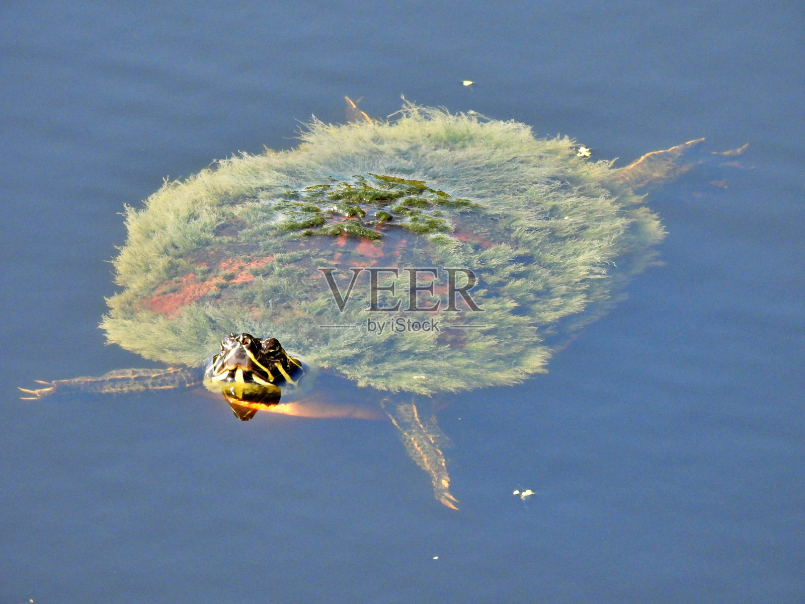 佛罗里达红腹库特鱼(pseudodemys rubriventris)——背上有藻类照片摄影图片