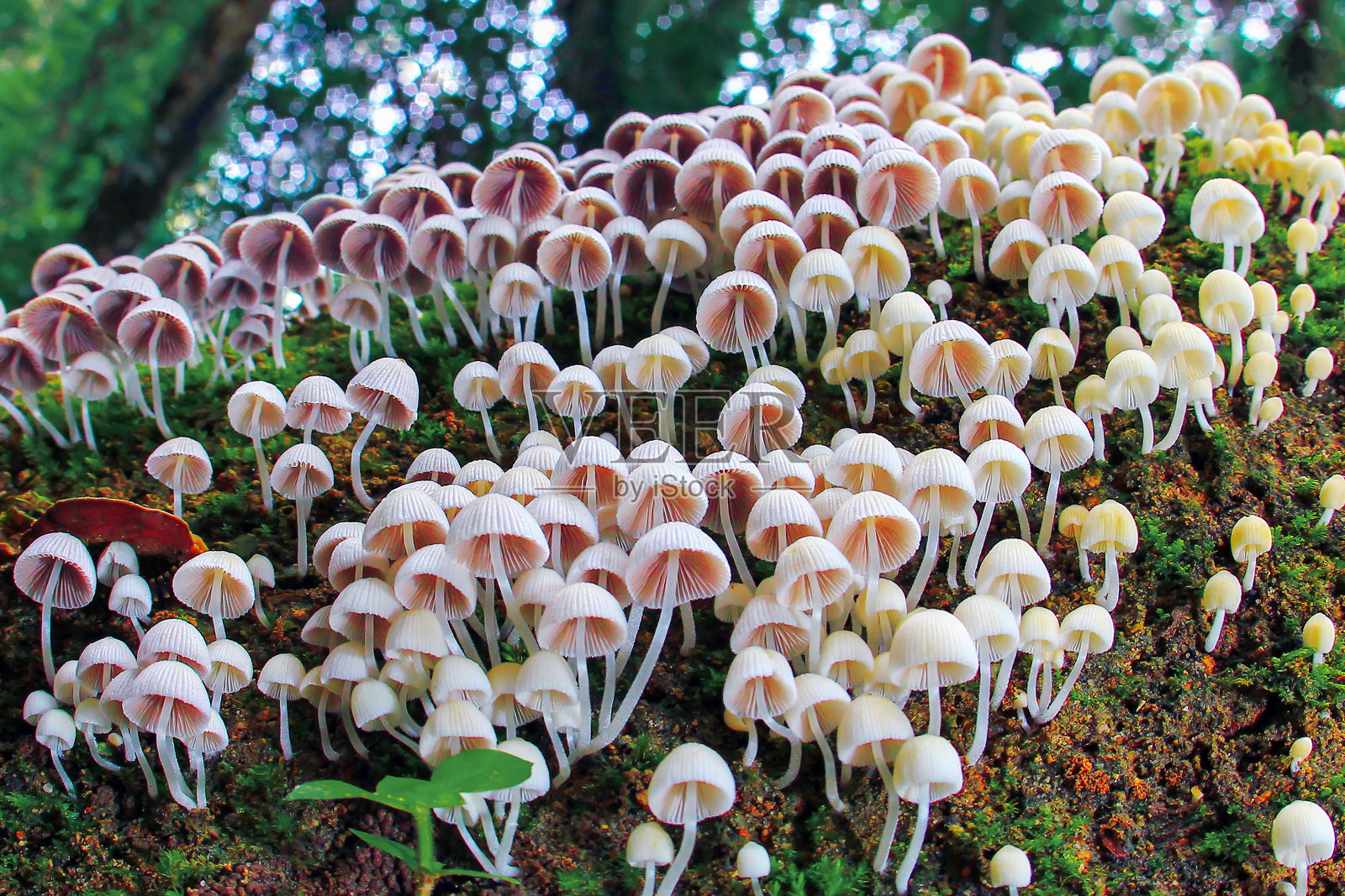 森林里美丽的蘑菇照片摄影图片