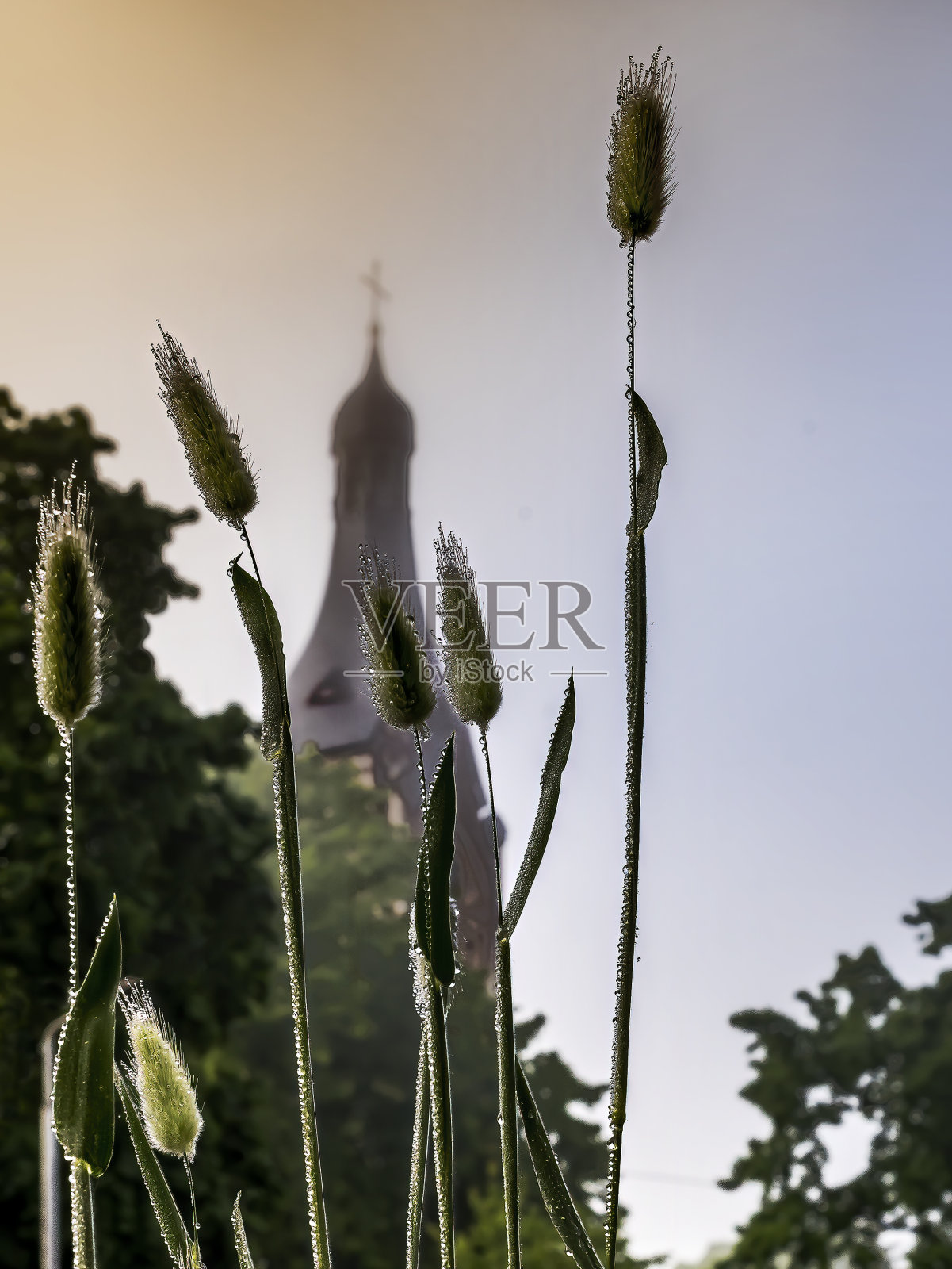 在雾蒙蒙的春天，草蒸汽的特写照片摄影图片