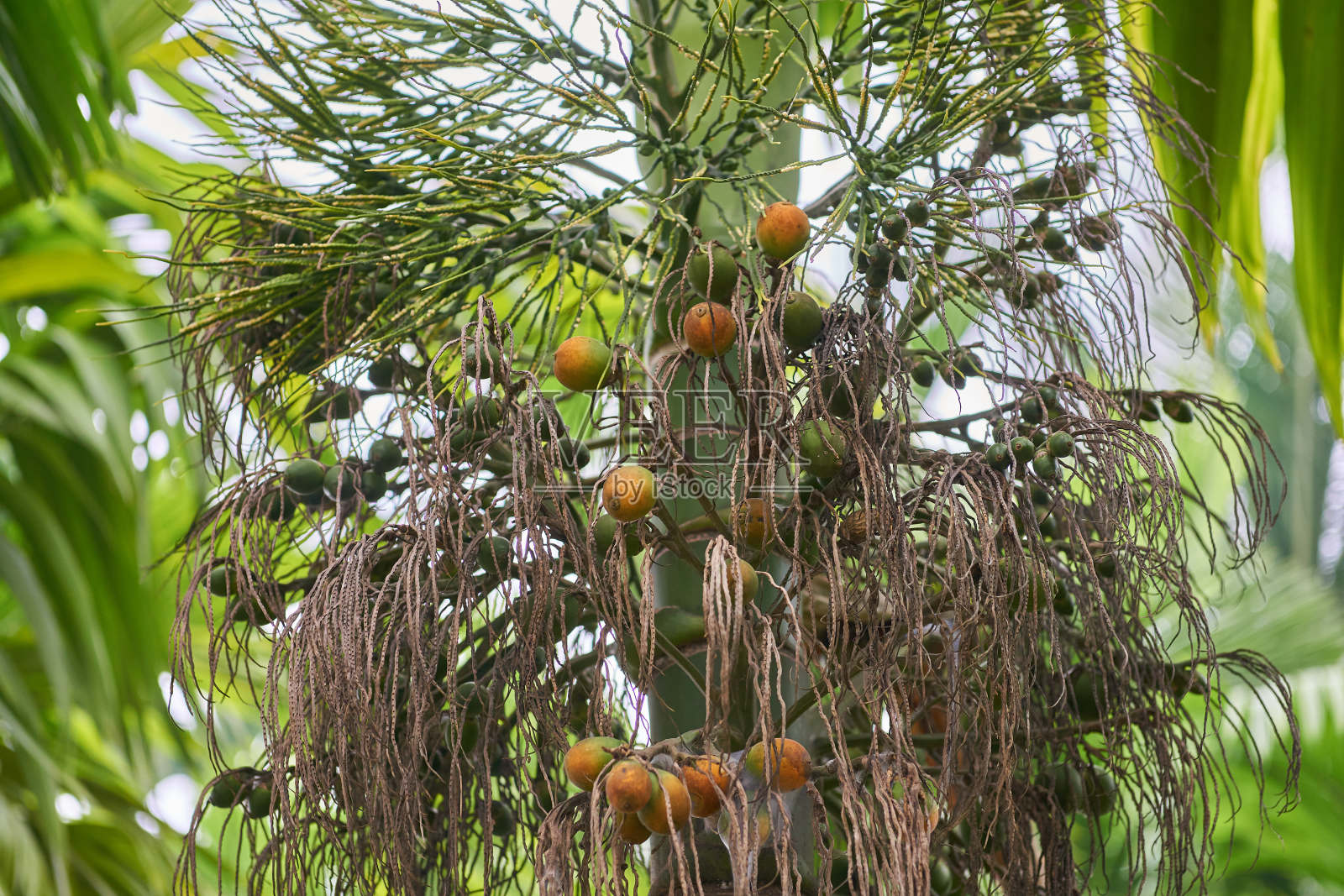 挂在棕榈树上的槟榔果照片摄影图片