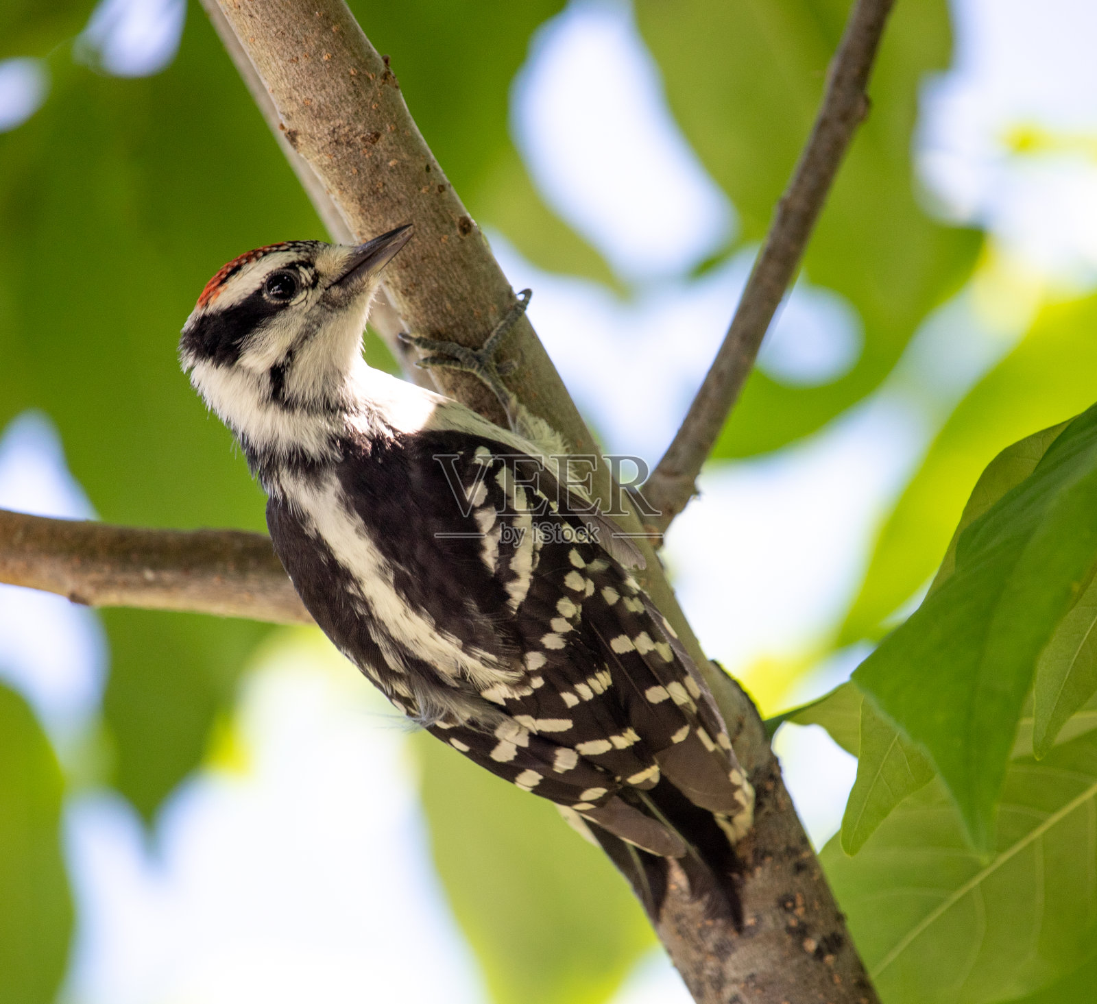 柔和的啄木鸟照片摄影图片