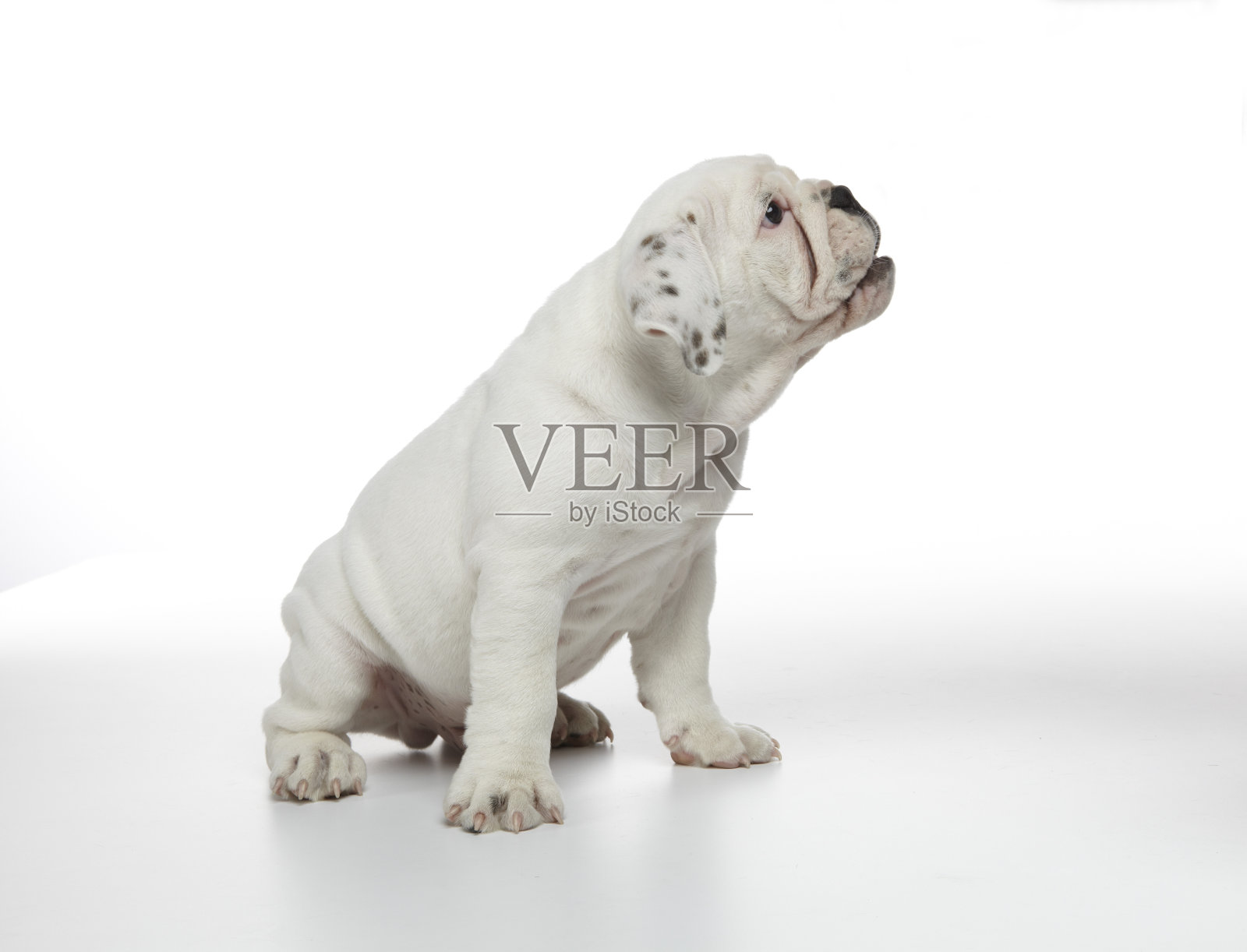 英国牛头犬小狗照片摄影图片