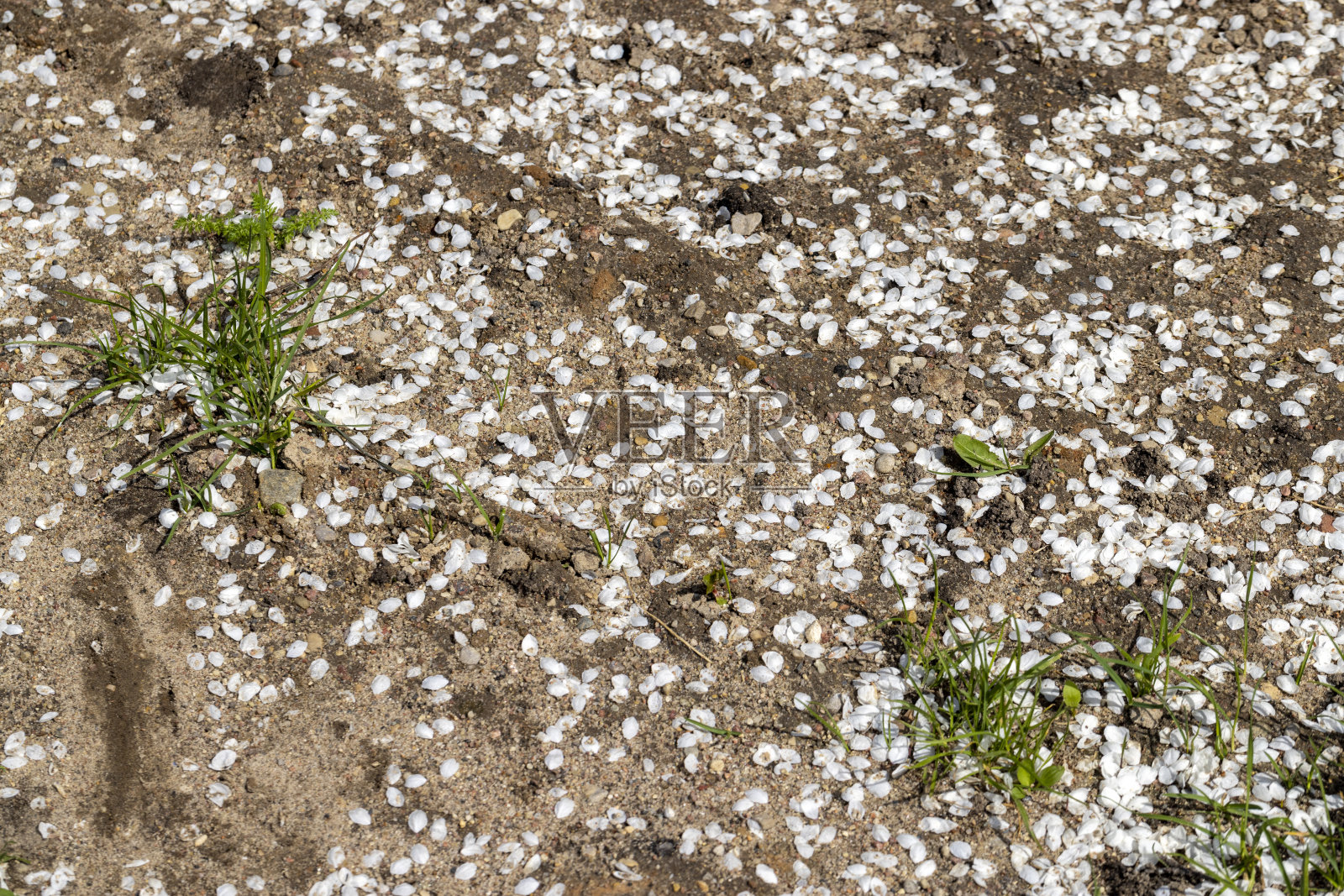 白色的花瓣从樱桃李子树上飘落到地上照片摄影图片