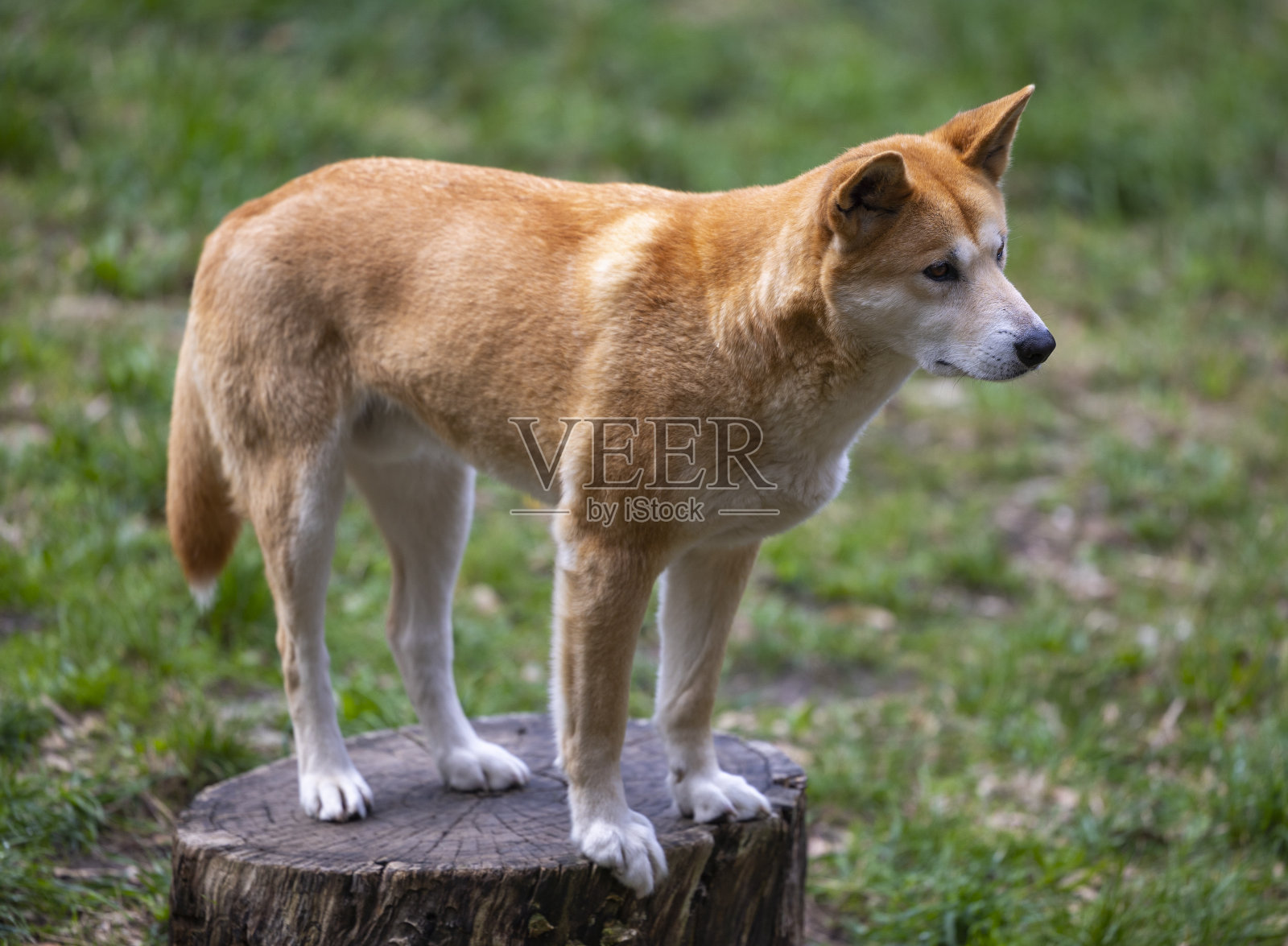 澳洲野狗在南澳大利亚州阿德莱德附近的野生动物保护公园照片摄影图片