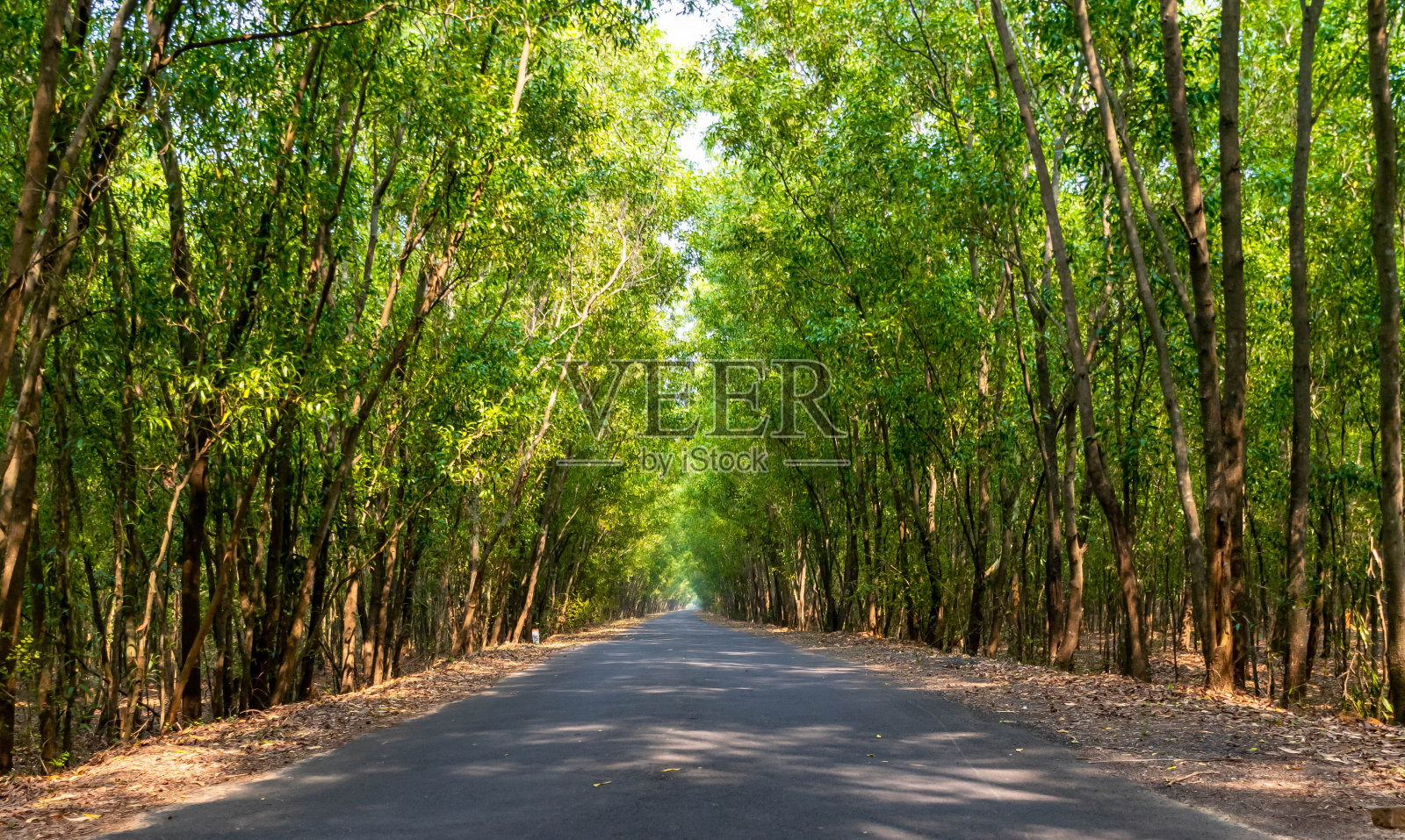 森林之路照片摄影图片