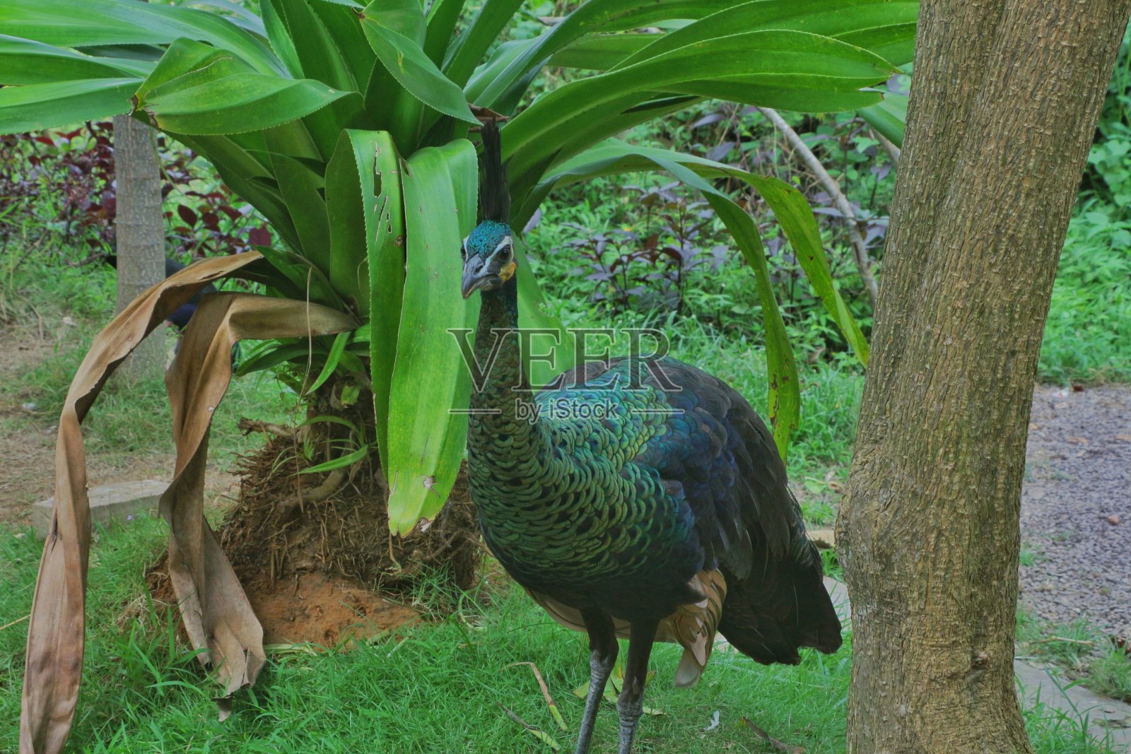 孔雀自由地生活在根据它们的自然栖息地建造的鸟舍区照片摄影图片