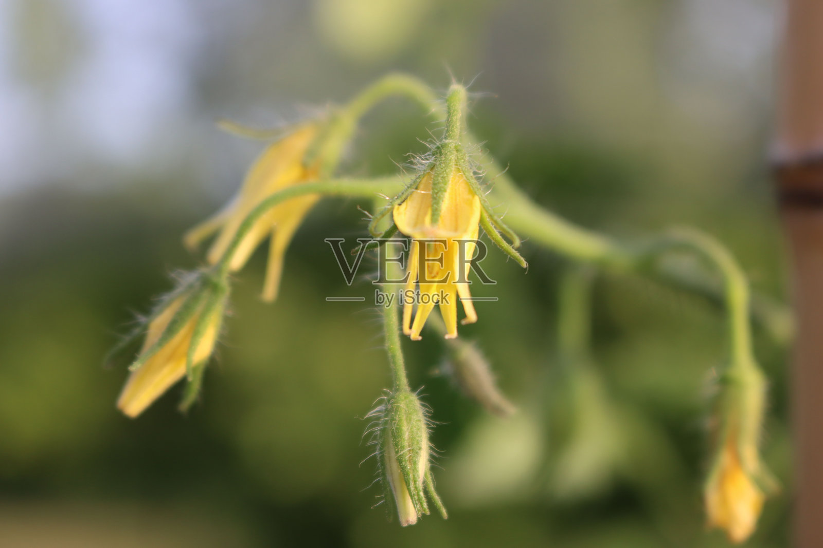 菜园子里的开花番茄照片摄影图片