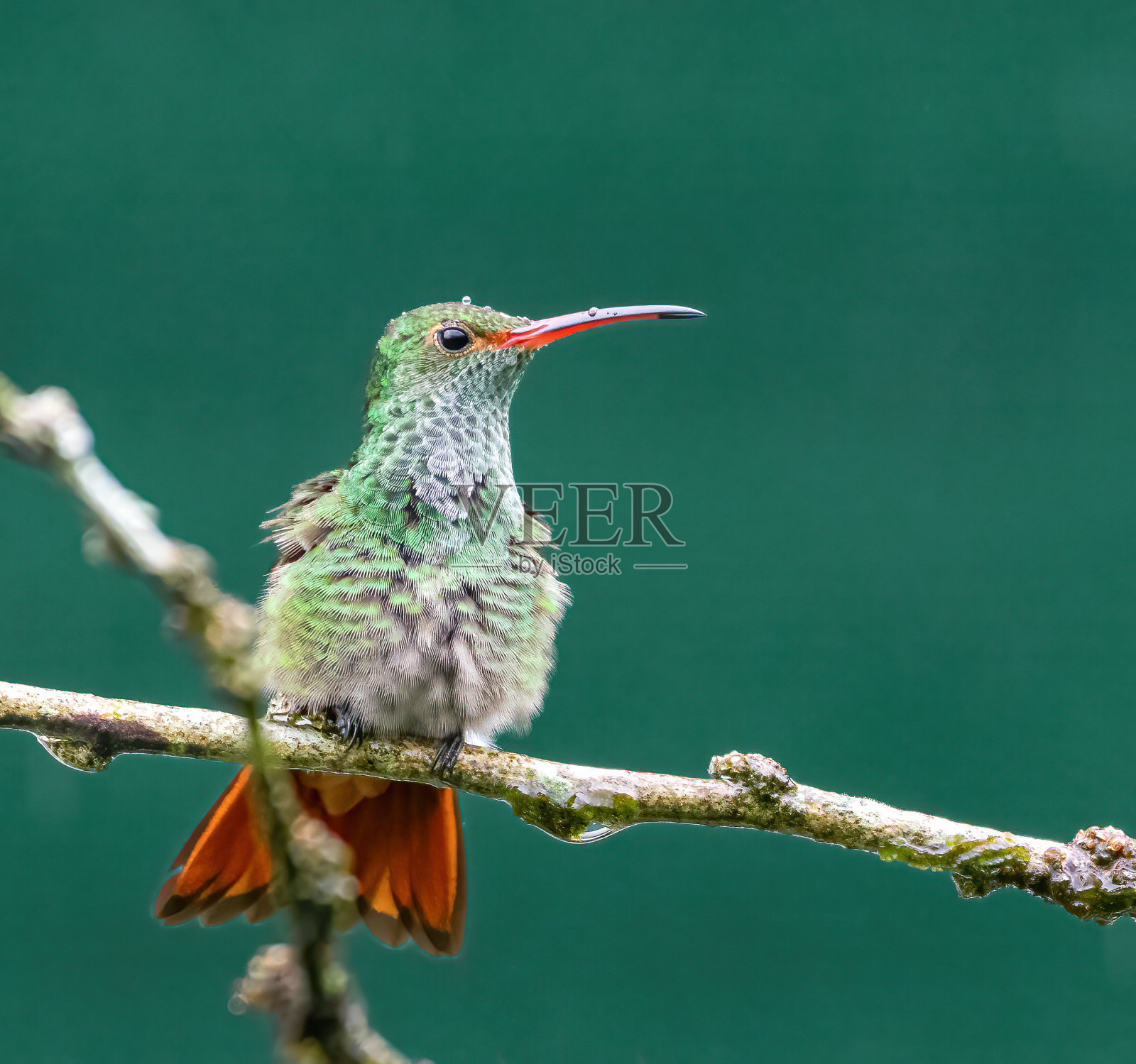 蜂鸟的照片照片摄影图片
