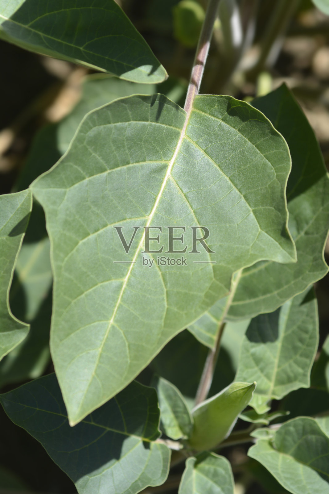 曼陀罗Inka照片摄影图片