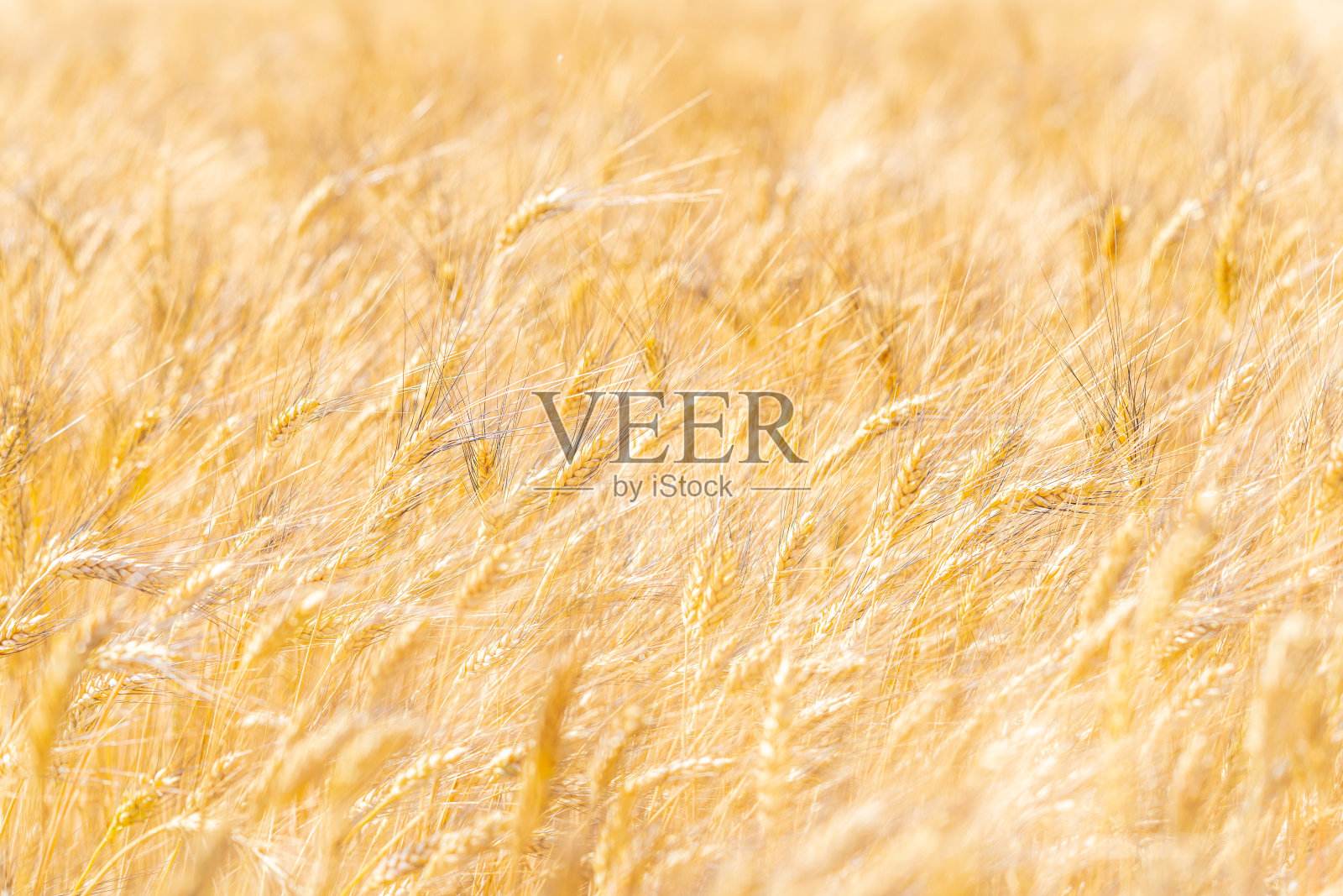 在阳光下，成熟的庄稼在田野里收获照片摄影图片