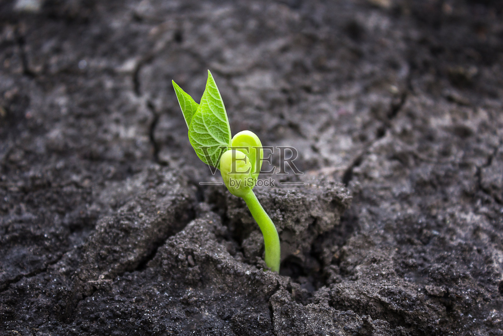 生态学概念，以土发芽为背景照片摄影图片