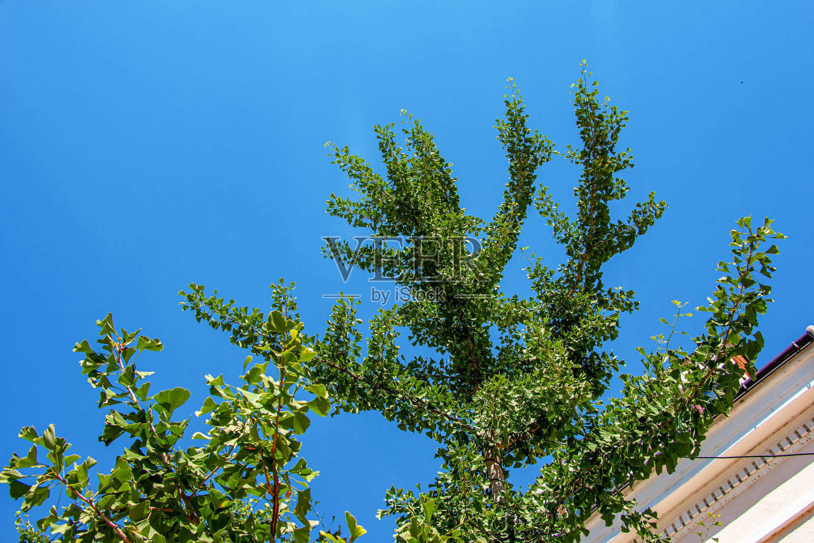 新鲜明亮的绿色银杏叶。自然叶纹理背景。斯洛伐克尼特拉一棵银杏树的树枝。照片摄影图片