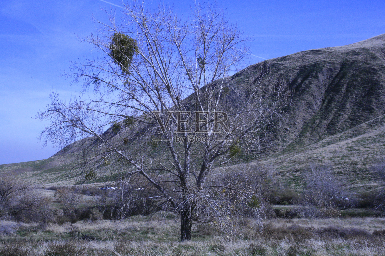 没有叶子的树照片摄影图片