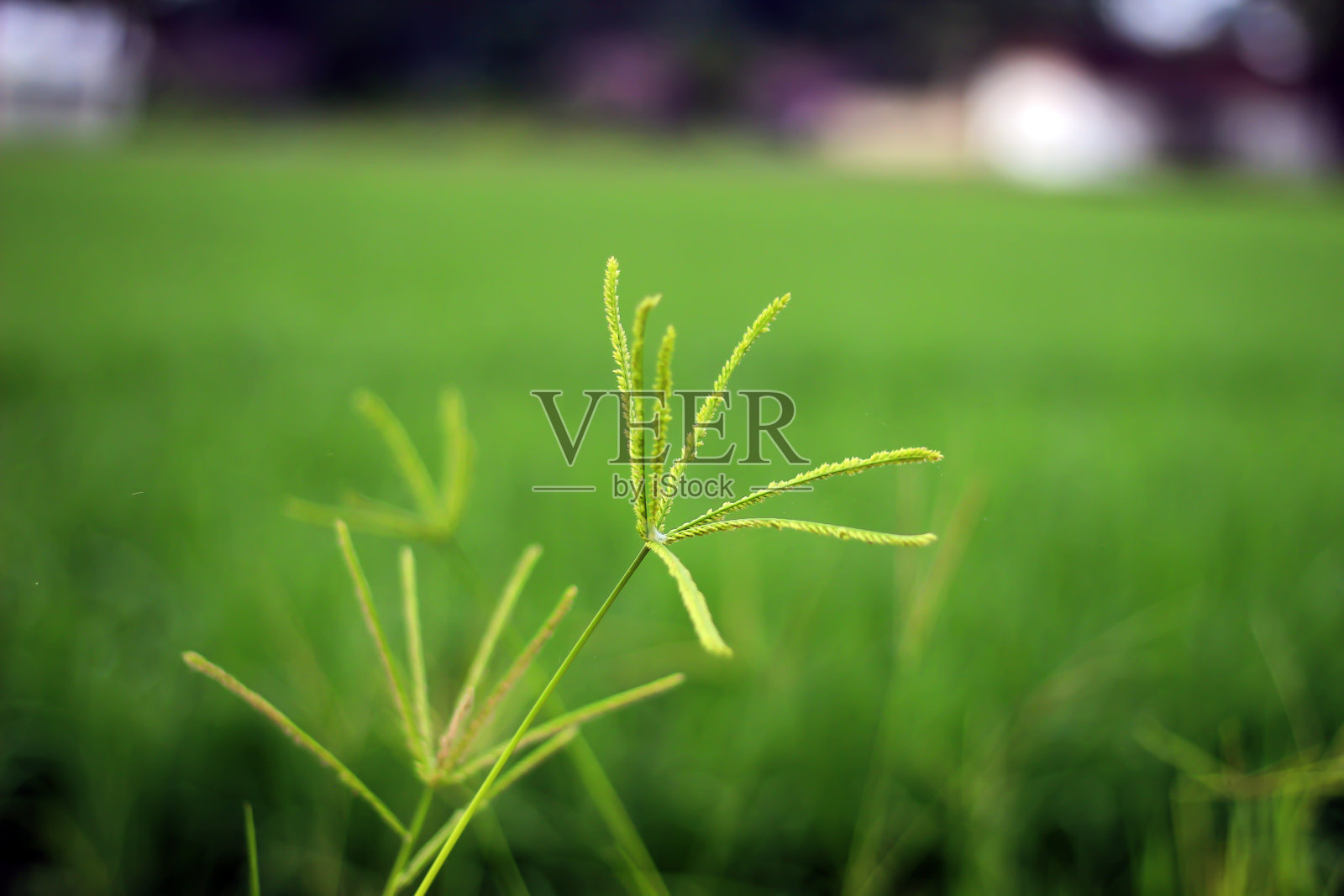 一望无际的美丽稻田照片摄影图片