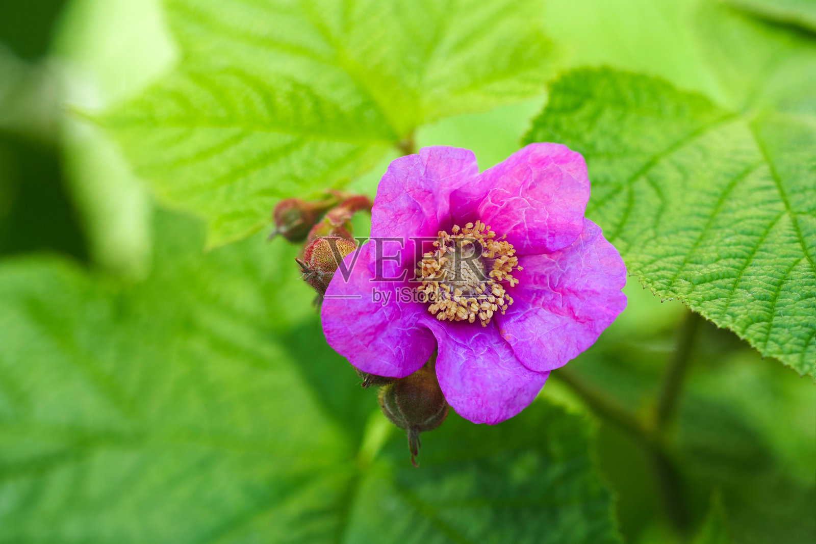 一种有紫色花的覆盆子灌木的花。维吉尼亚覆盆子照片摄影图片