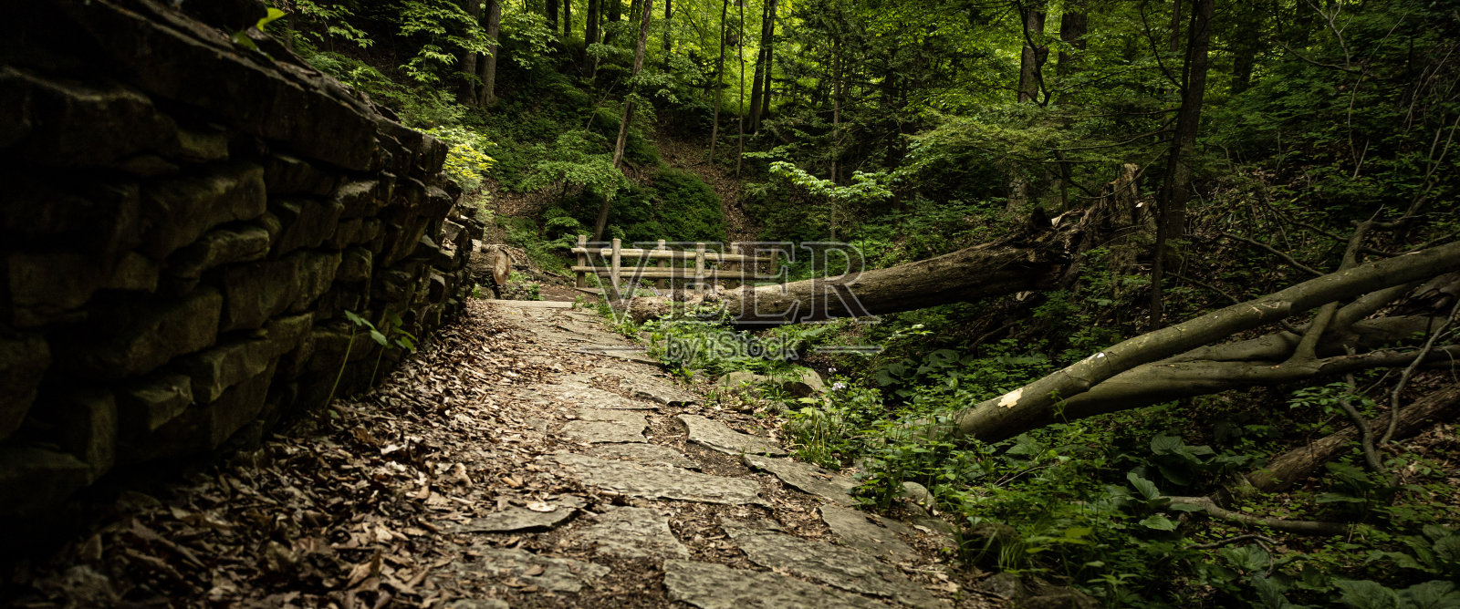Foresr地板照片摄影图片