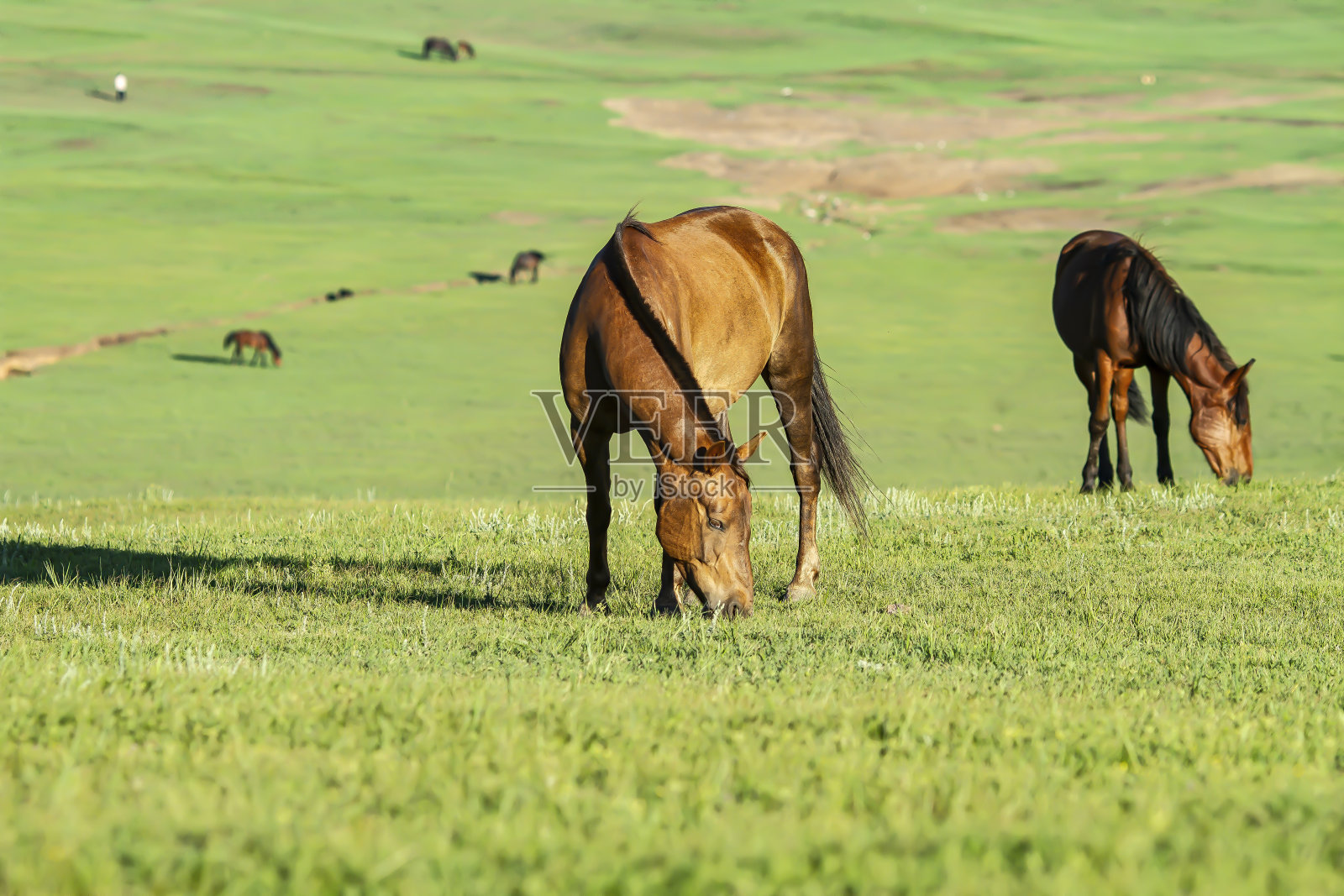 蒙古大草原照片摄影图片