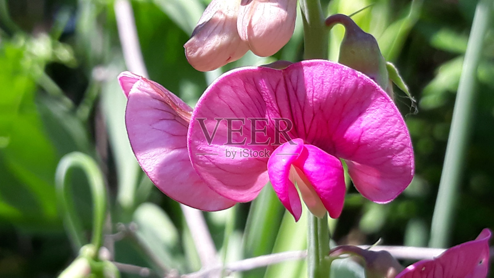 野生常生豌豆，蝶形花照片摄影图片