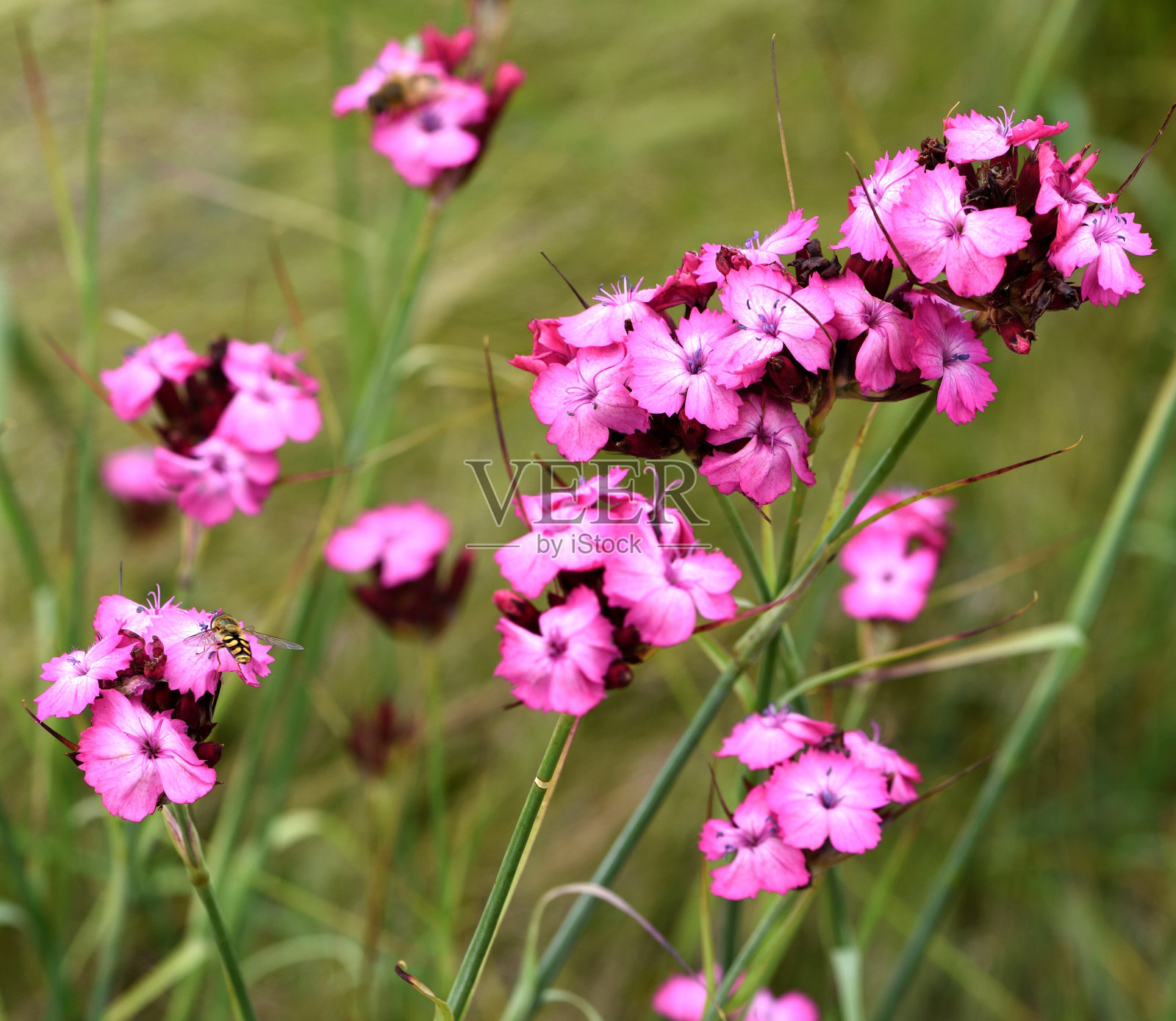 Dianthus carthusianorum。照片摄影图片