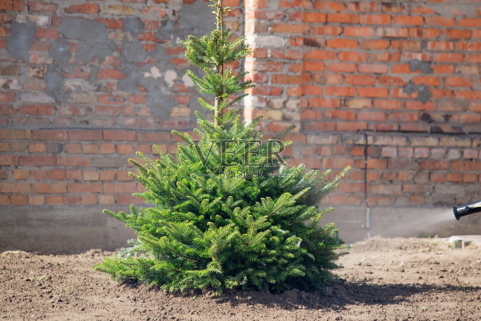 花园喷洒杀虫剂。在树上喷洒农药，防治虫害照片摄影图片