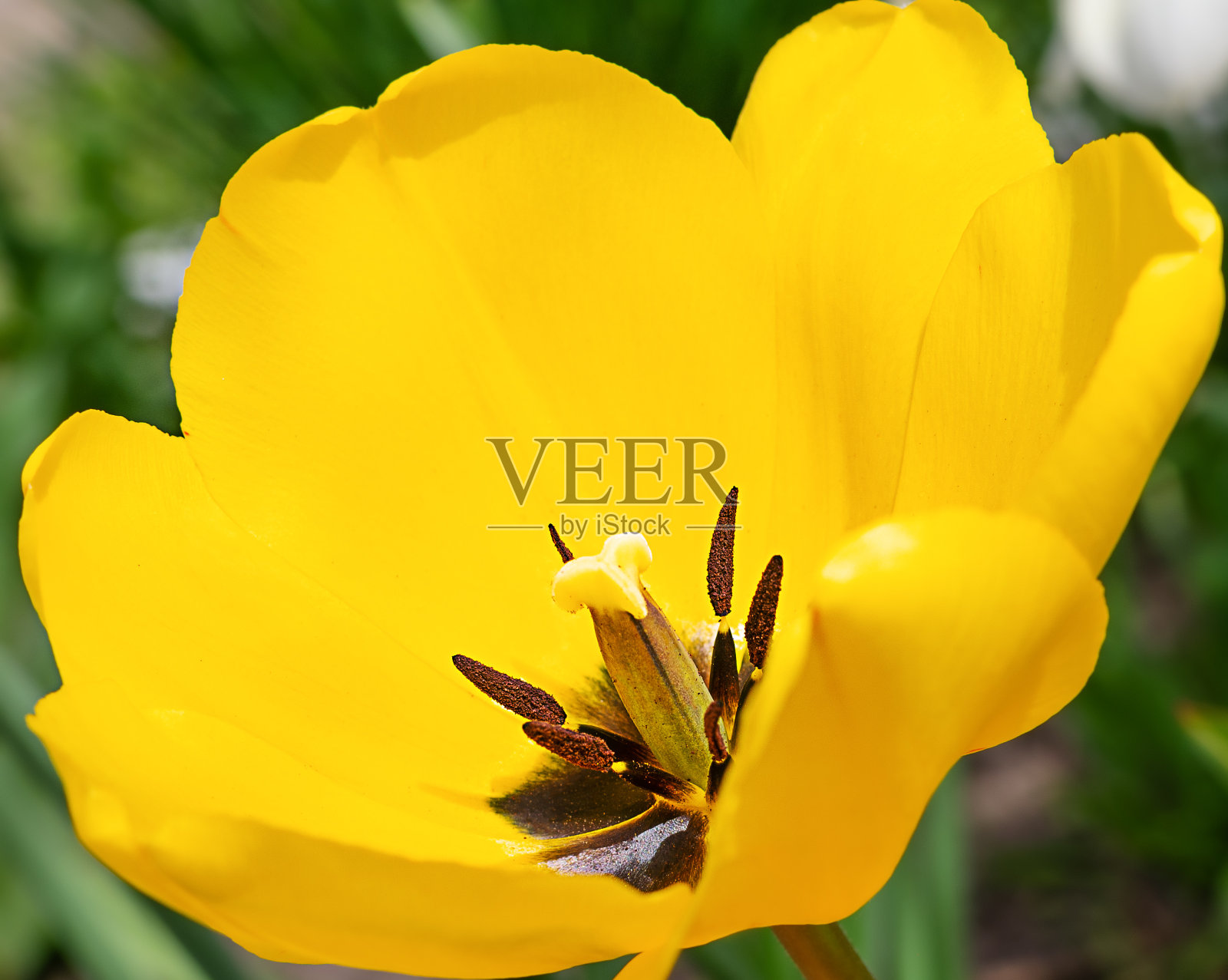 黄色郁金香花照片摄影图片