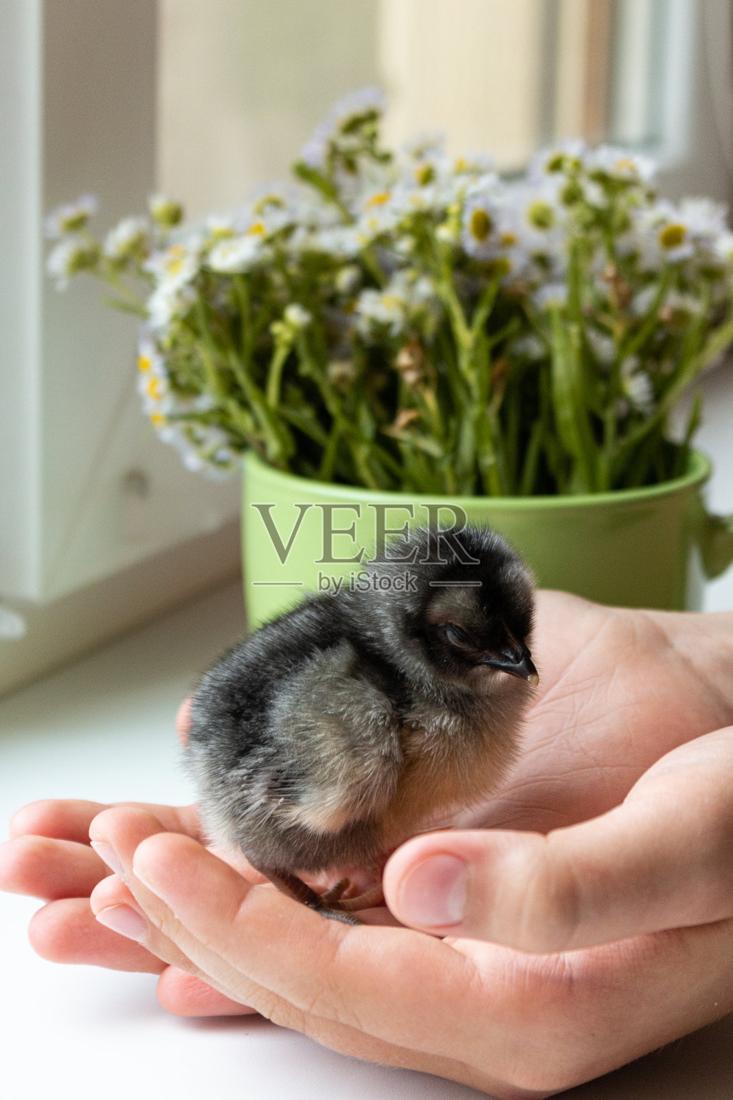 一只深灰色的小鸡正在睡觉照片摄影图片