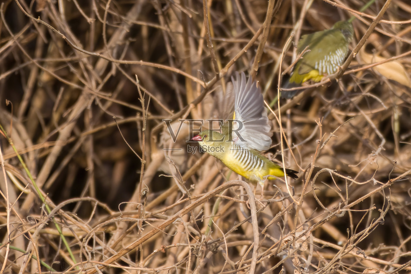 在阿布山观察到的绿色文鸟或绿文鸟照片摄影图片
