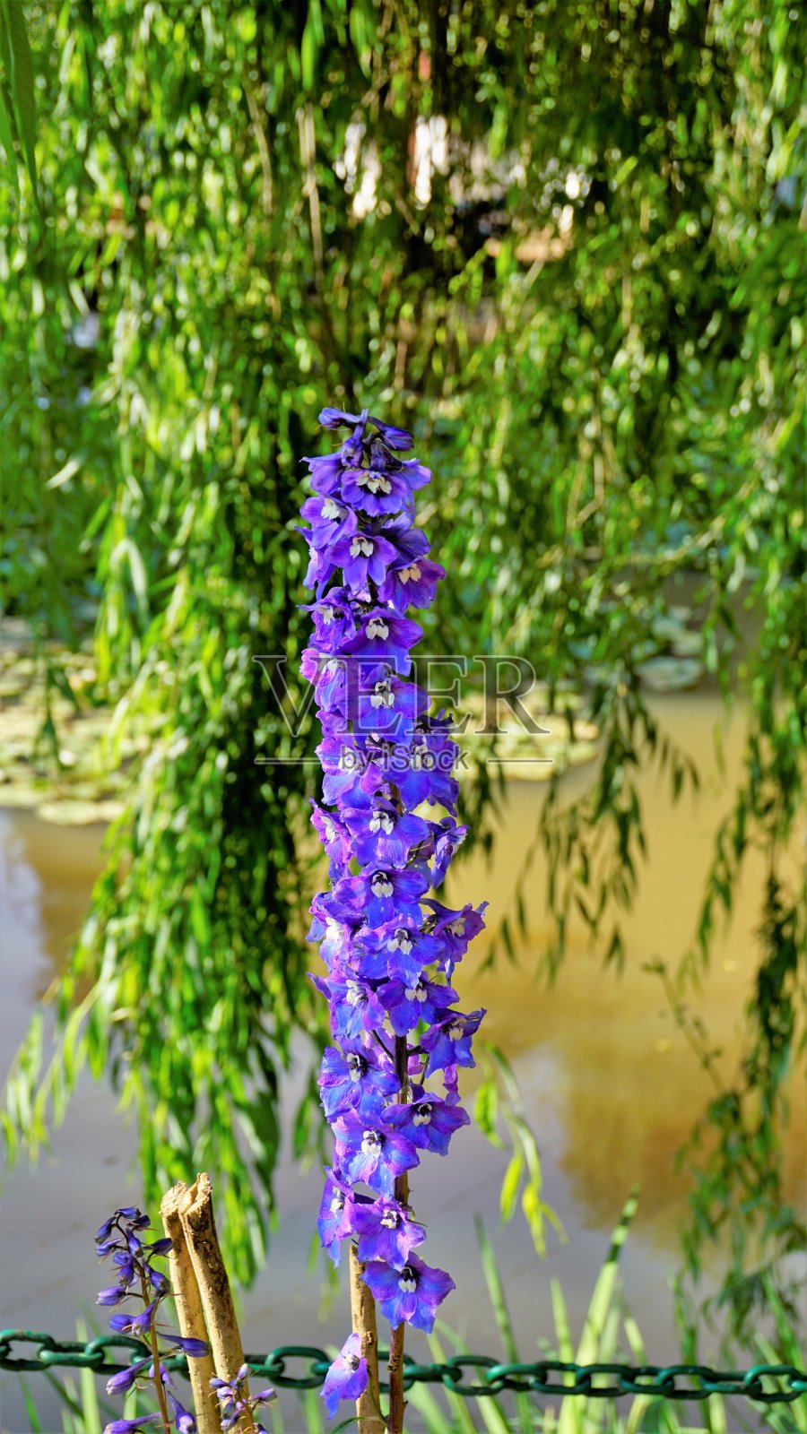 特写美丽的花飞燕草也被称为高山飞燕草，蜡烛飞燕草，高山飞燕草，蜜蜂飞燕草等照片摄影图片