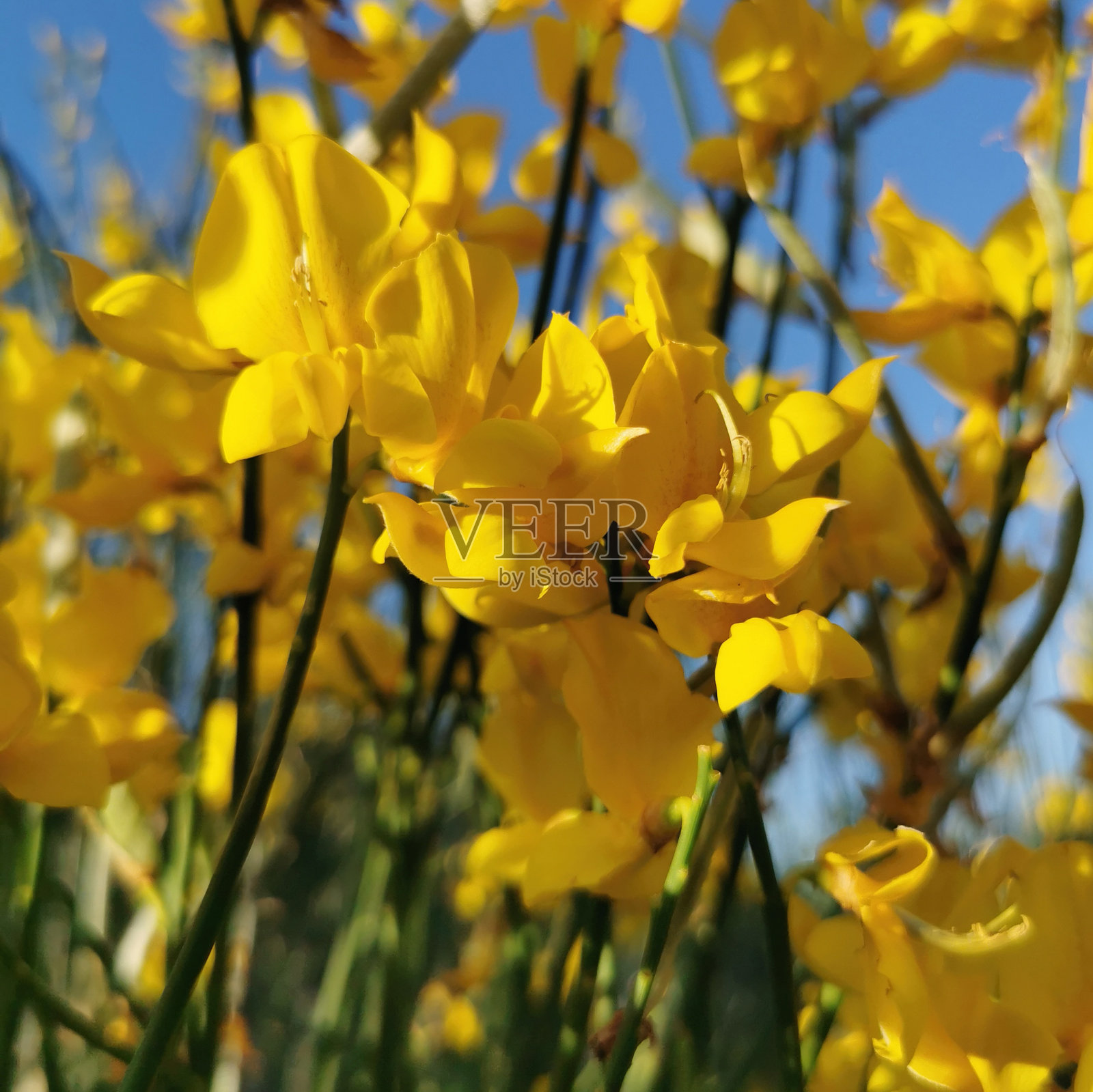 扫帚盛开照片摄影图片