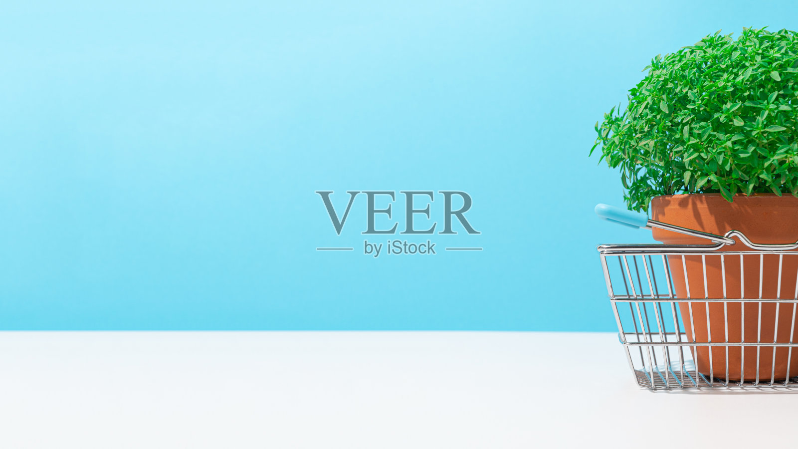 甜罗勒植物在白色和蓝色的背景照片摄影图片