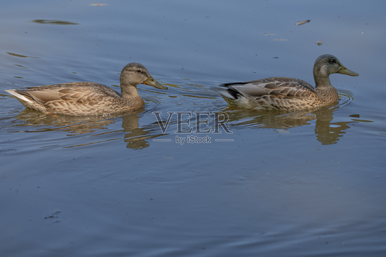2022年2月7日，法国巴黎:一只棕色的鸭子在巴茨-肖蒙公园(Park des Buttes-Chaumont)的湖中游泳照片摄影图片