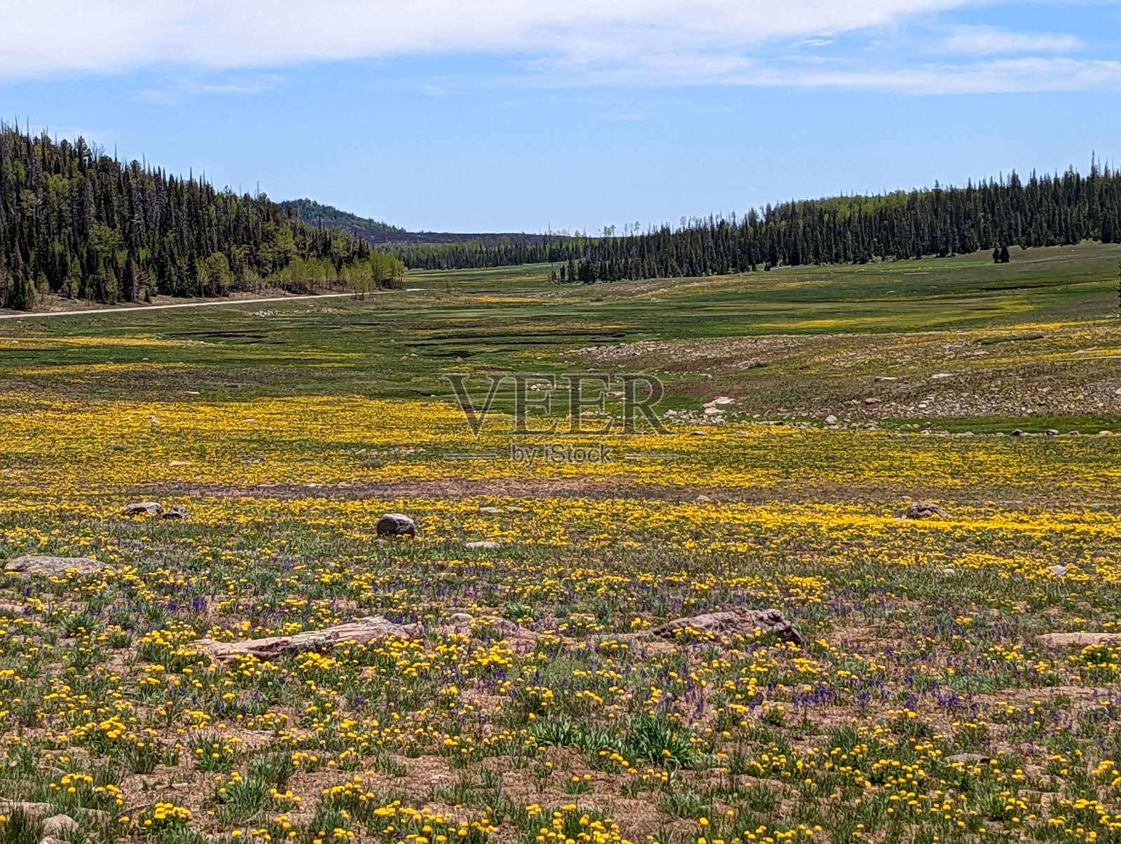 春天的高山草地，在通往Brian Head Peak和Cedar Breaks国家纪念碑的路上，在犹他州雪松城的纳瓦霍湖附近照片摄影图片