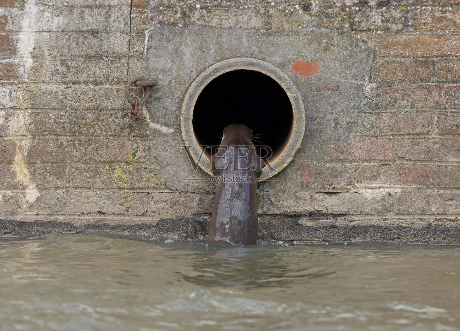 欧亚水獭照片摄影图片