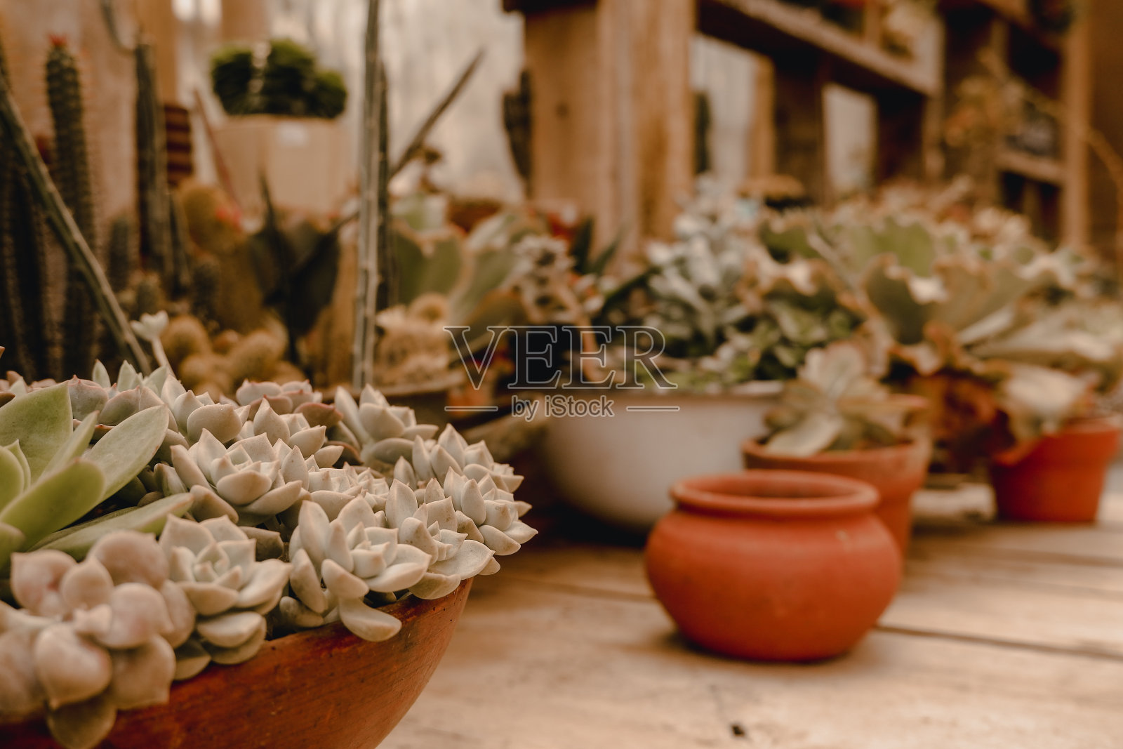 漂亮多汁的锅照片摄影图片