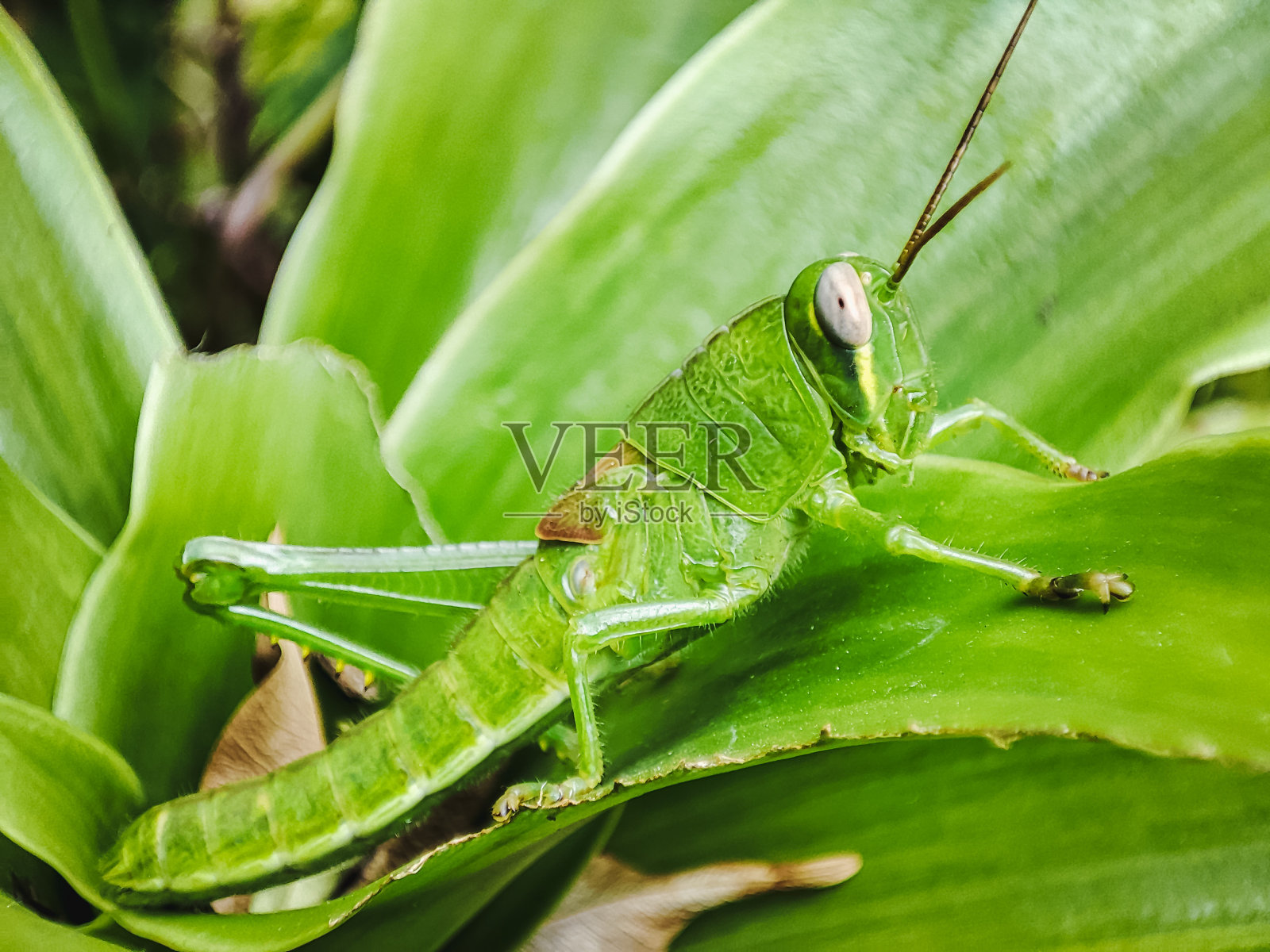 一种生长在绿色植物叶子上的绿色蚱蜢，拉丁名Oxya serville。照片摄影图片