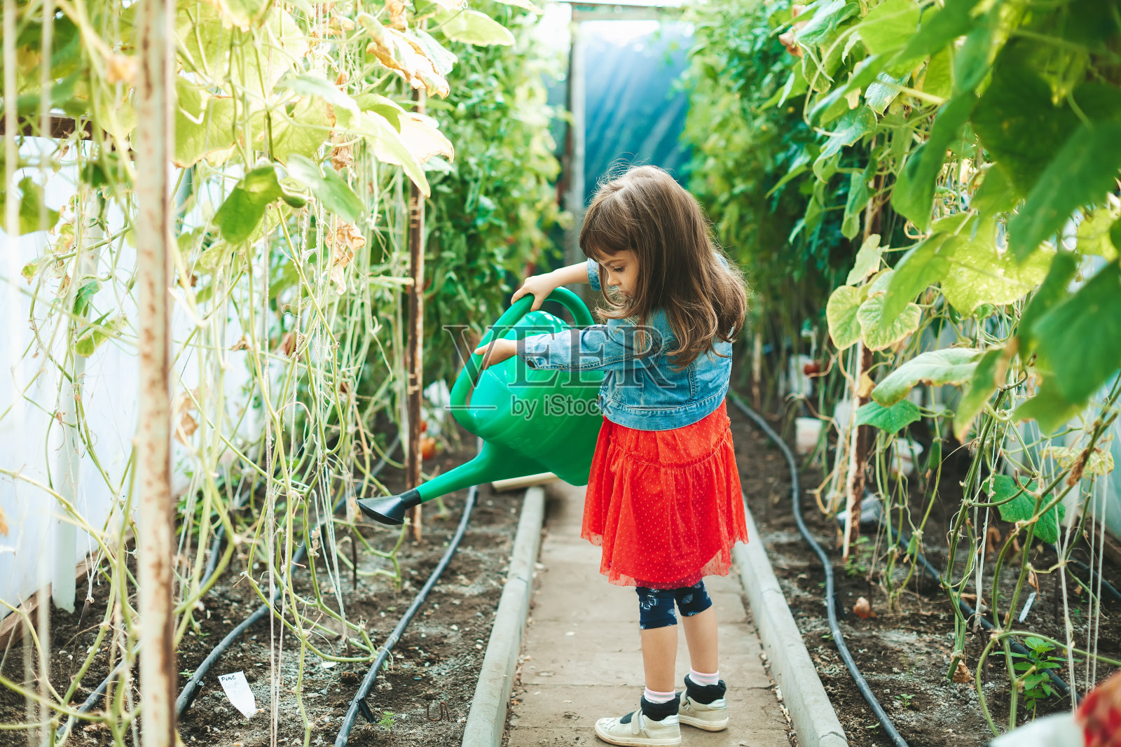 温室里的小女孩照片摄影图片
