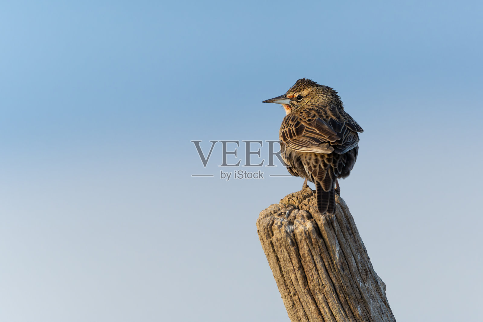 长尾草地鹨照片摄影图片