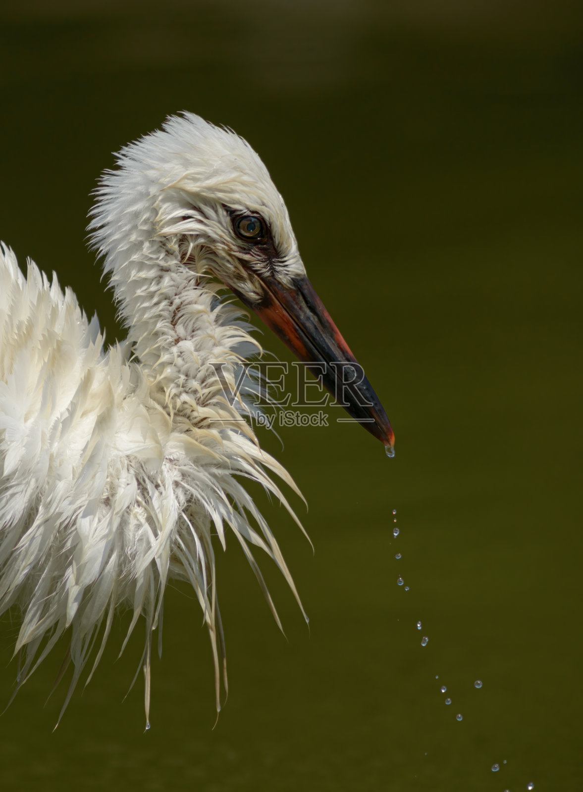 小白鹳照片摄影图片