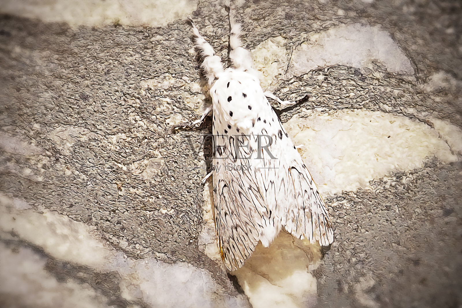 银狐小猫蛾昆虫照片摄影图片