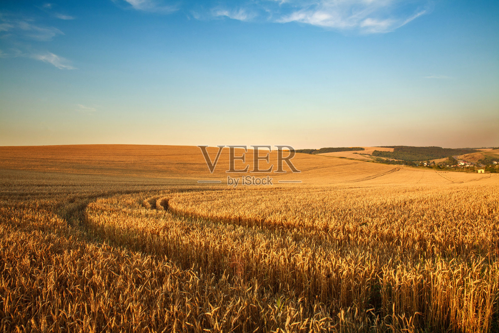 蔚蓝色的天空上，成熟的小麦田，农作物季节的农业粮食收获照片摄影图片