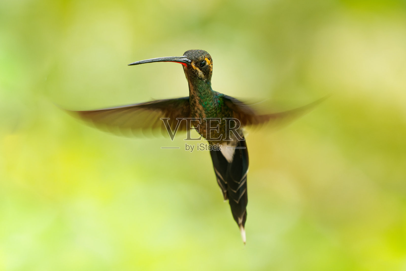 白须隐蜂鸟照片摄影图片