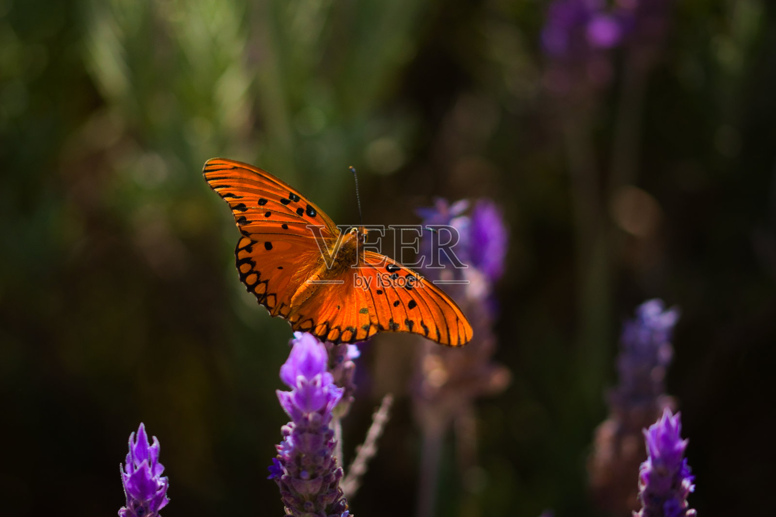 以薰衣草花蜜为食的百香蝶(香堇属)。橙色,色彩斑斓的蝴蝶。照片摄影图片