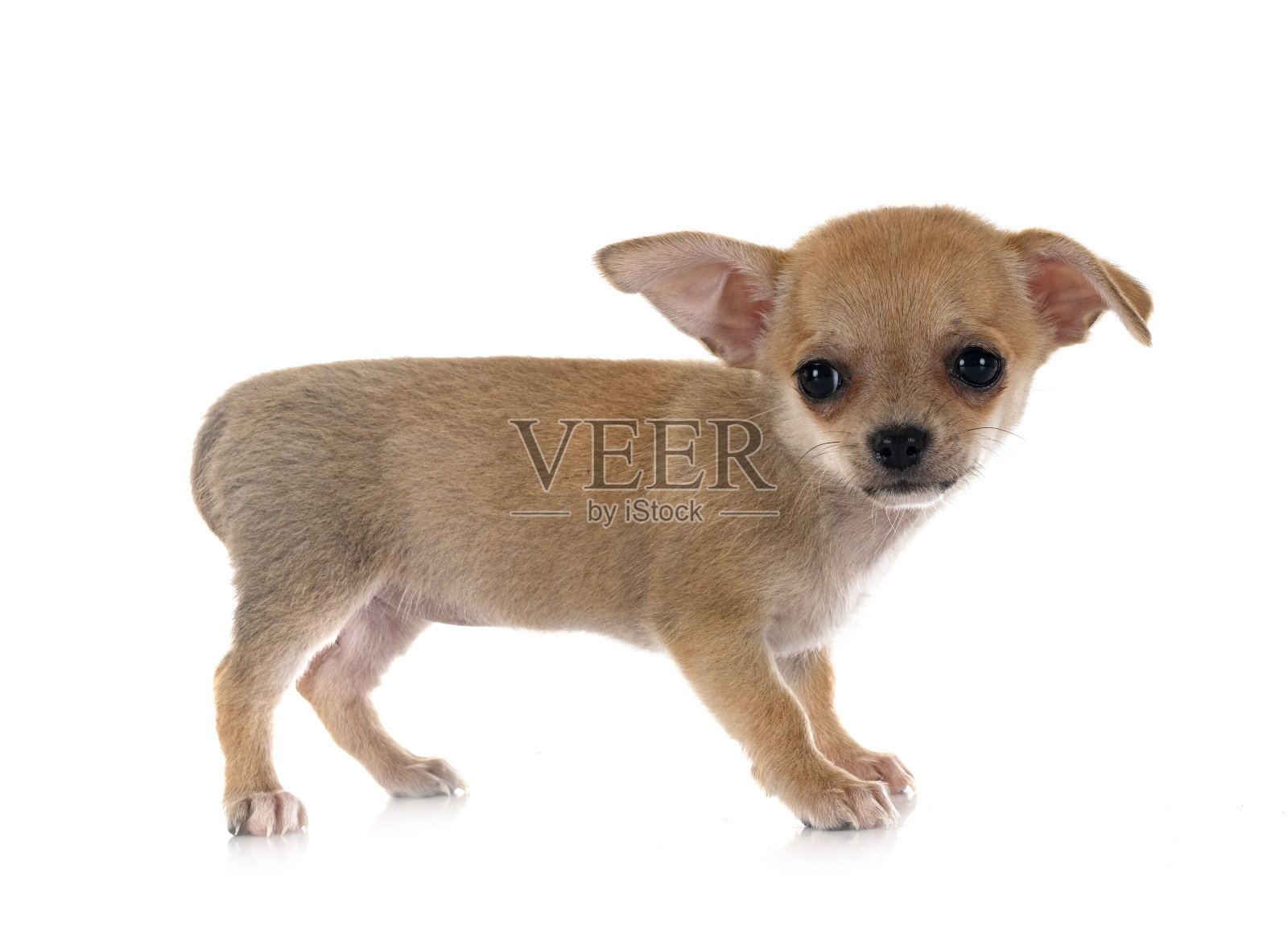 吉娃娃在工作室照片摄影图片