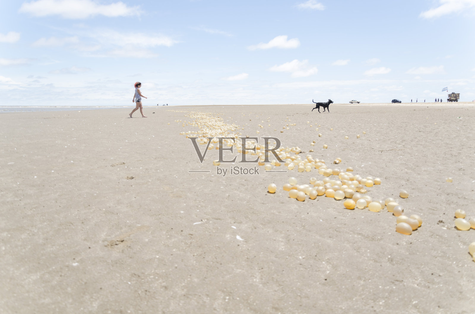 女孩和小狗在沙滩上散步，沙滩上有一排黑色的蜗牛卵胶囊照片摄影图片