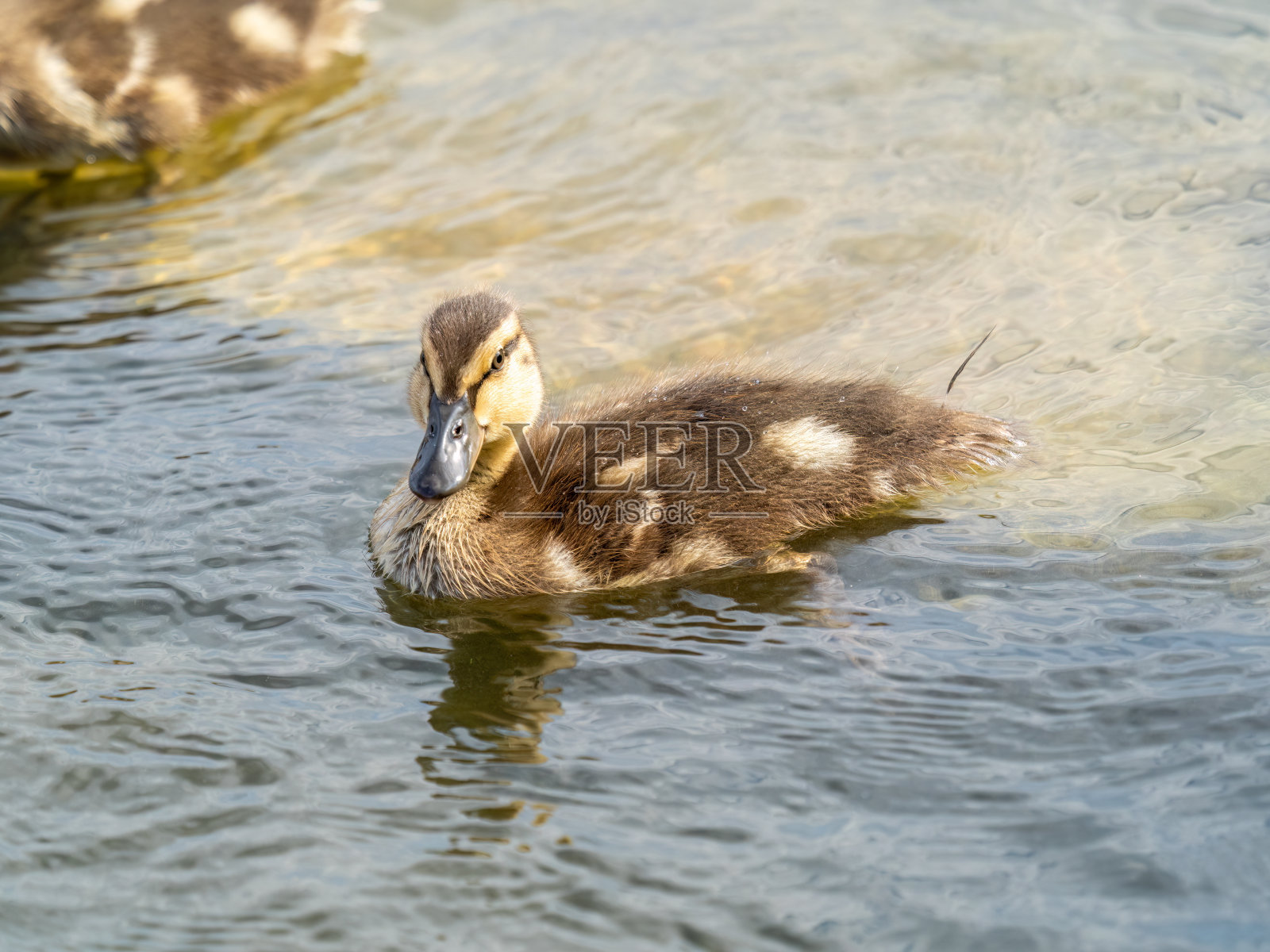 可爱的小鸭子独自在平静的湖水或河流中游泳照片摄影图片