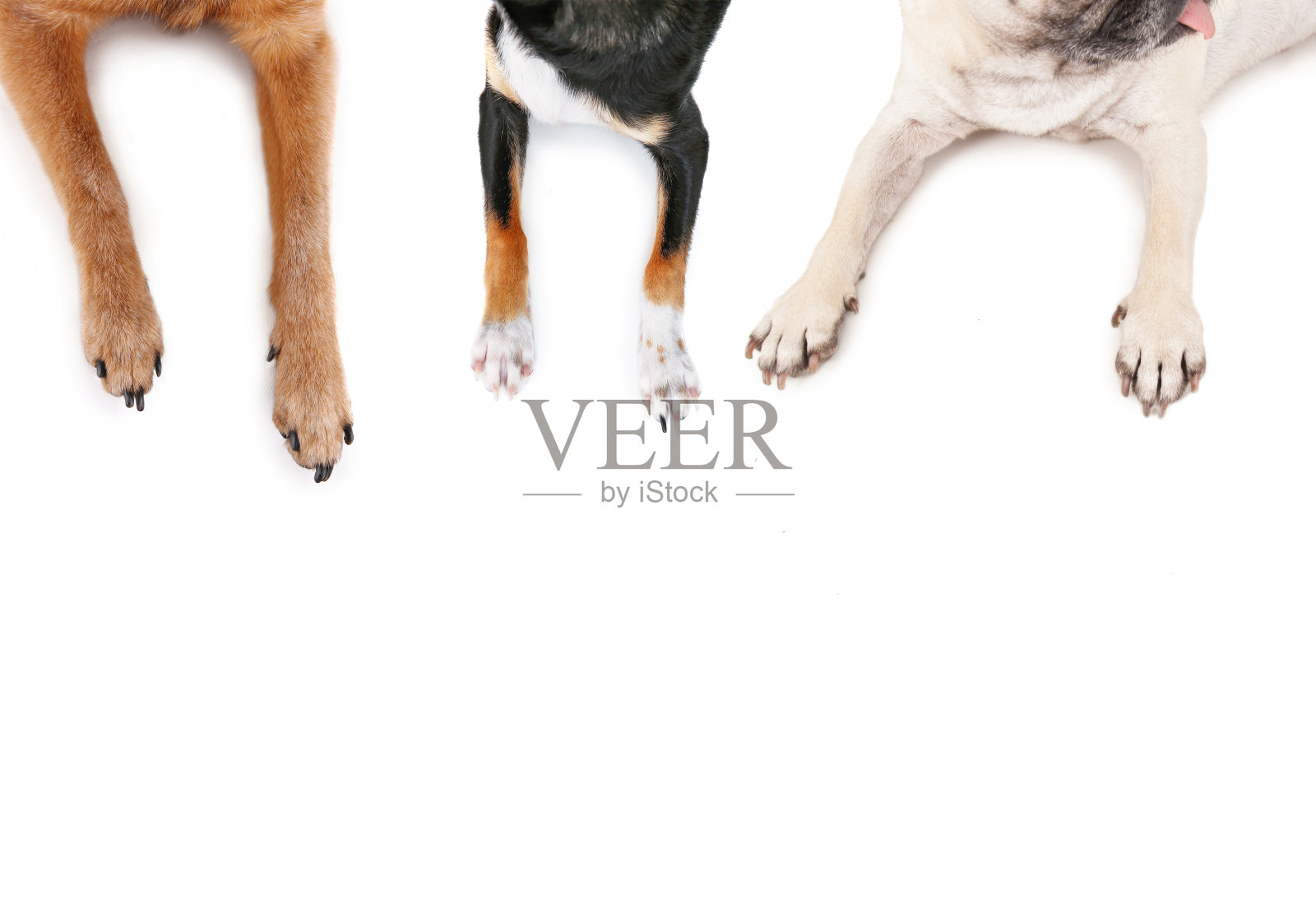 哈巴狗和吉娃娃趴在孤立的白色背景上的俯视图照片摄影图片