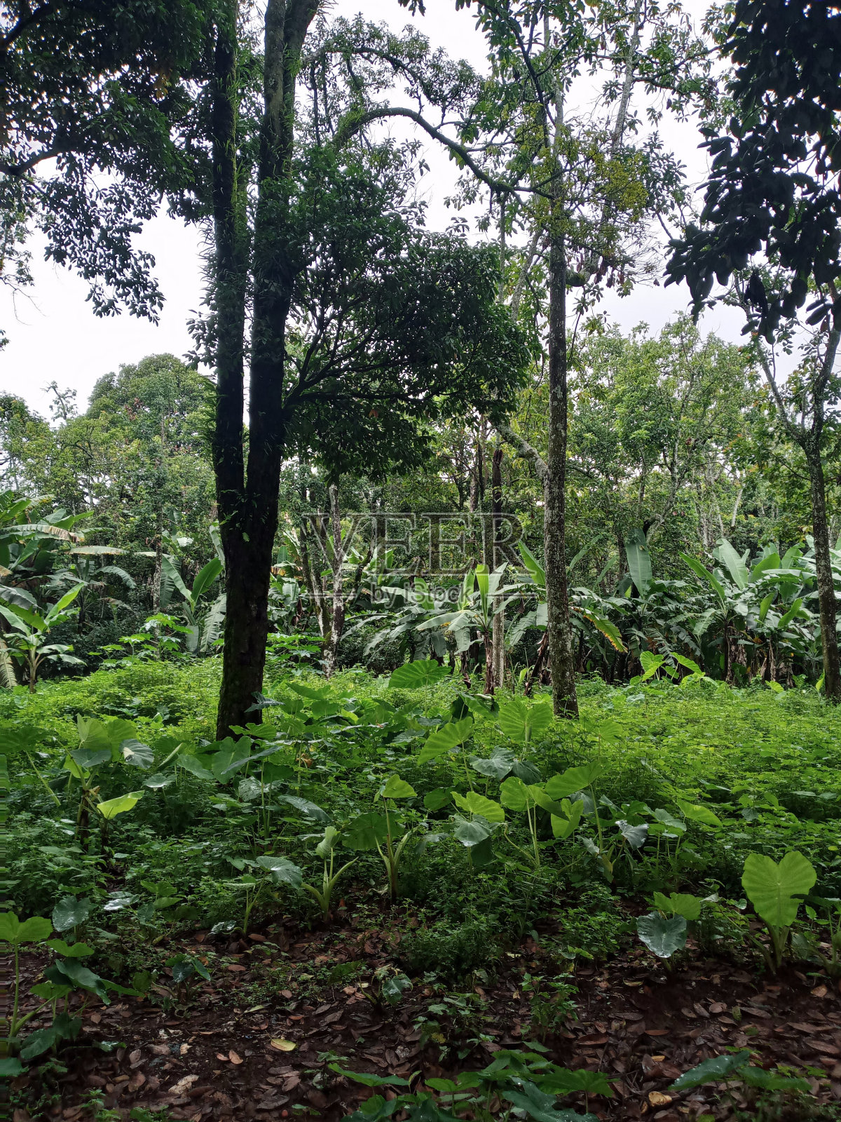 树照片摄影图片