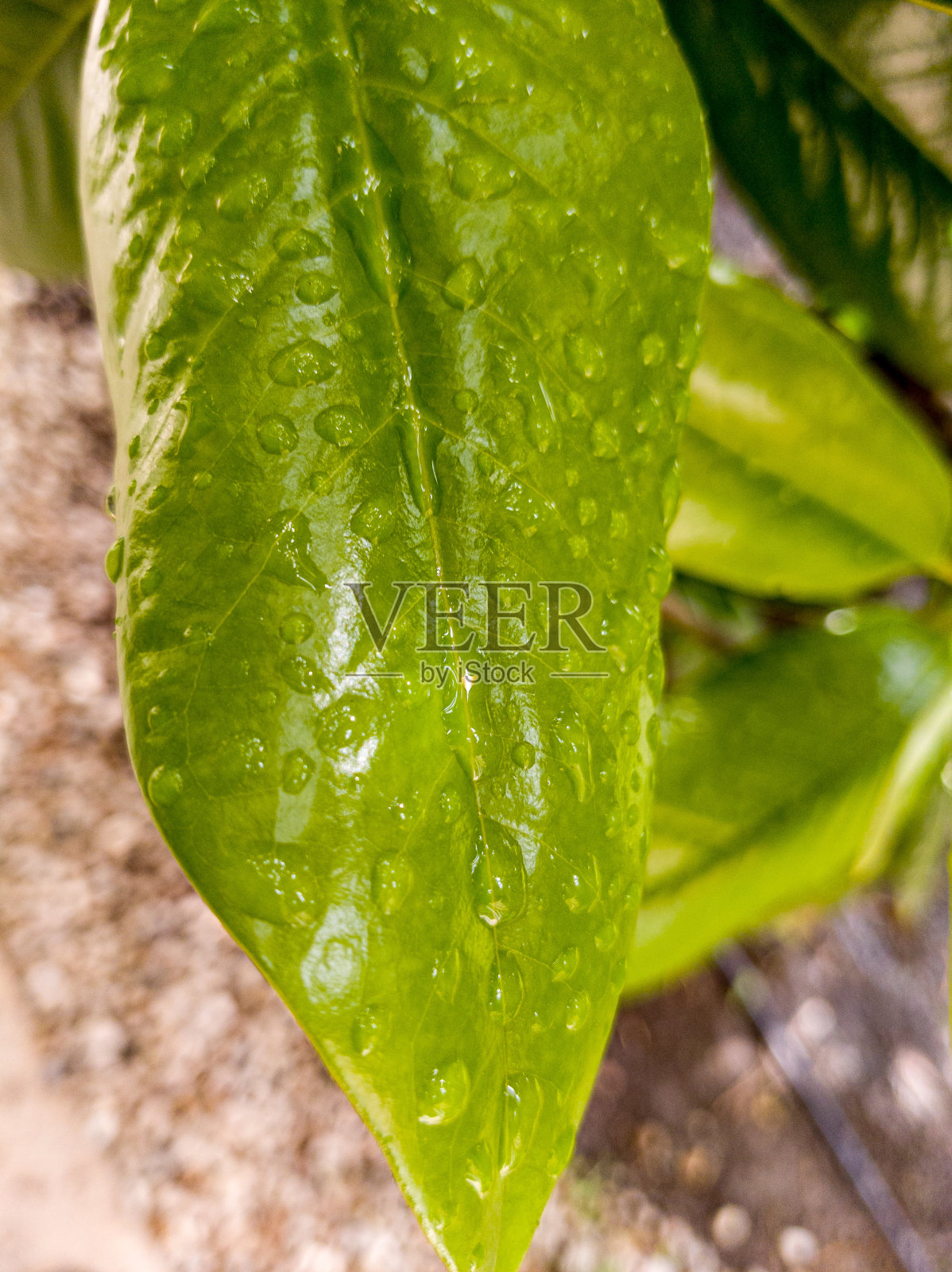 水滴在绿叶上照片摄影图片